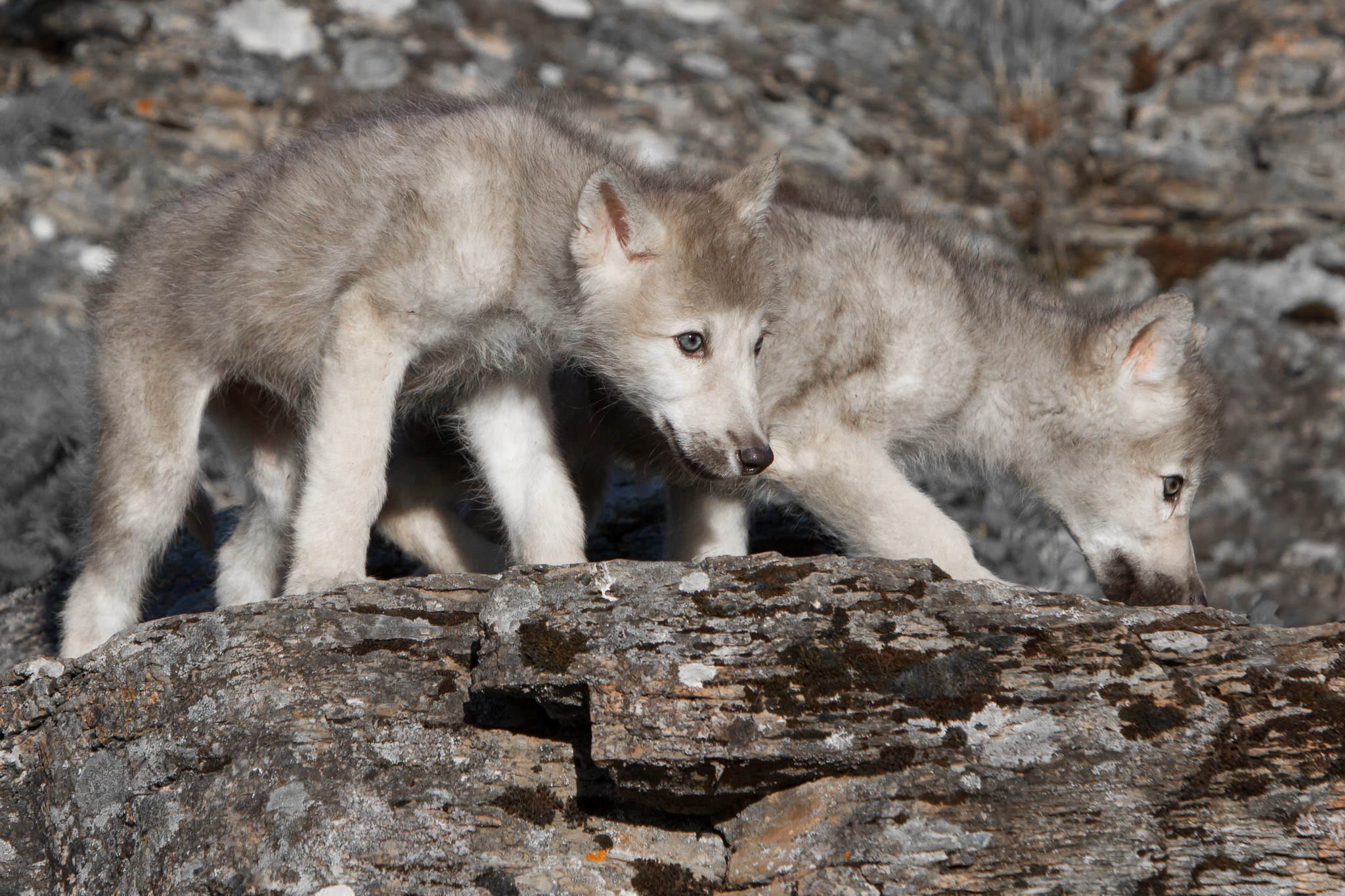  Wolf Pups  Northwestern Montana  #20130707_0315-2 