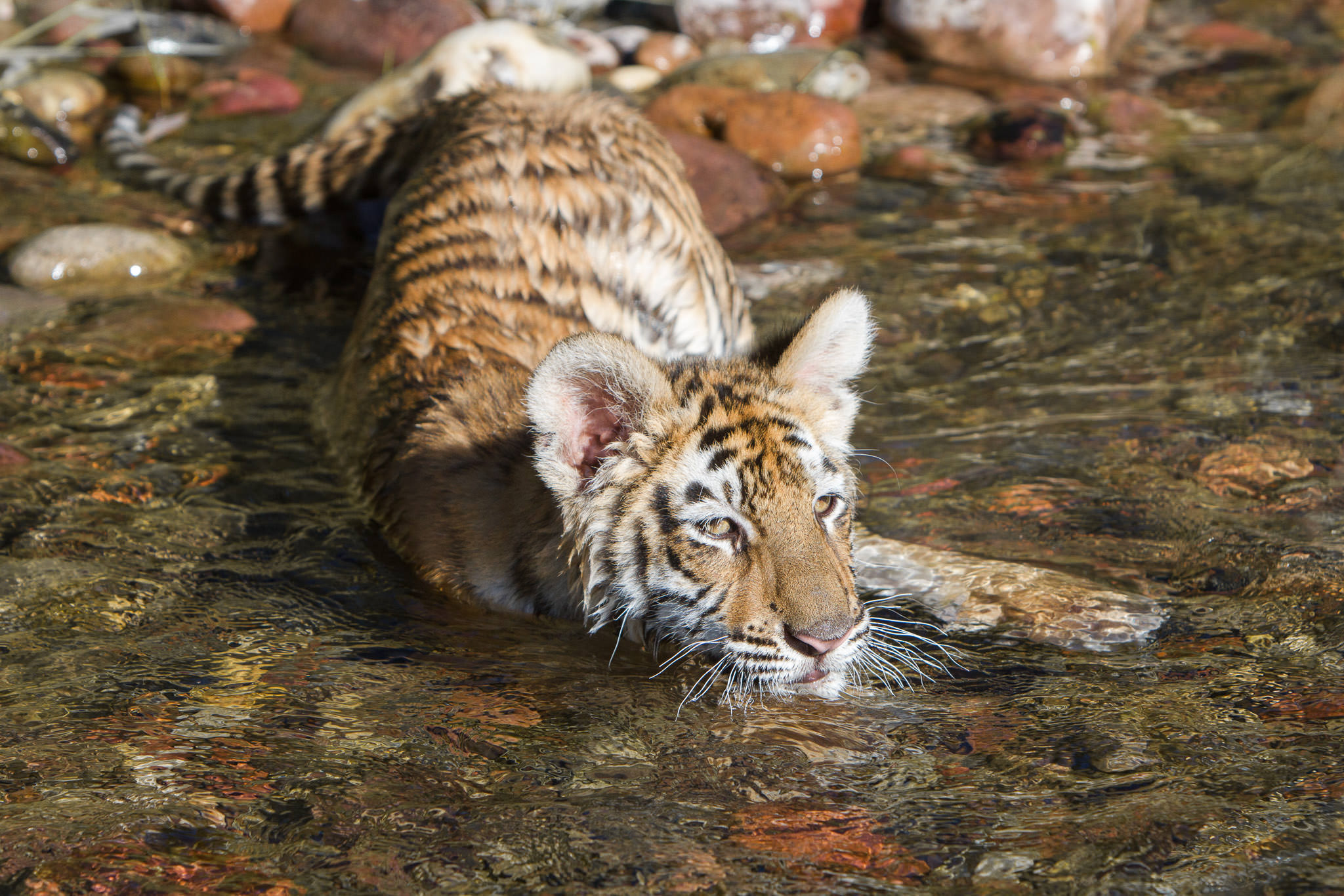  Tiger cub #20130707_0229-2 