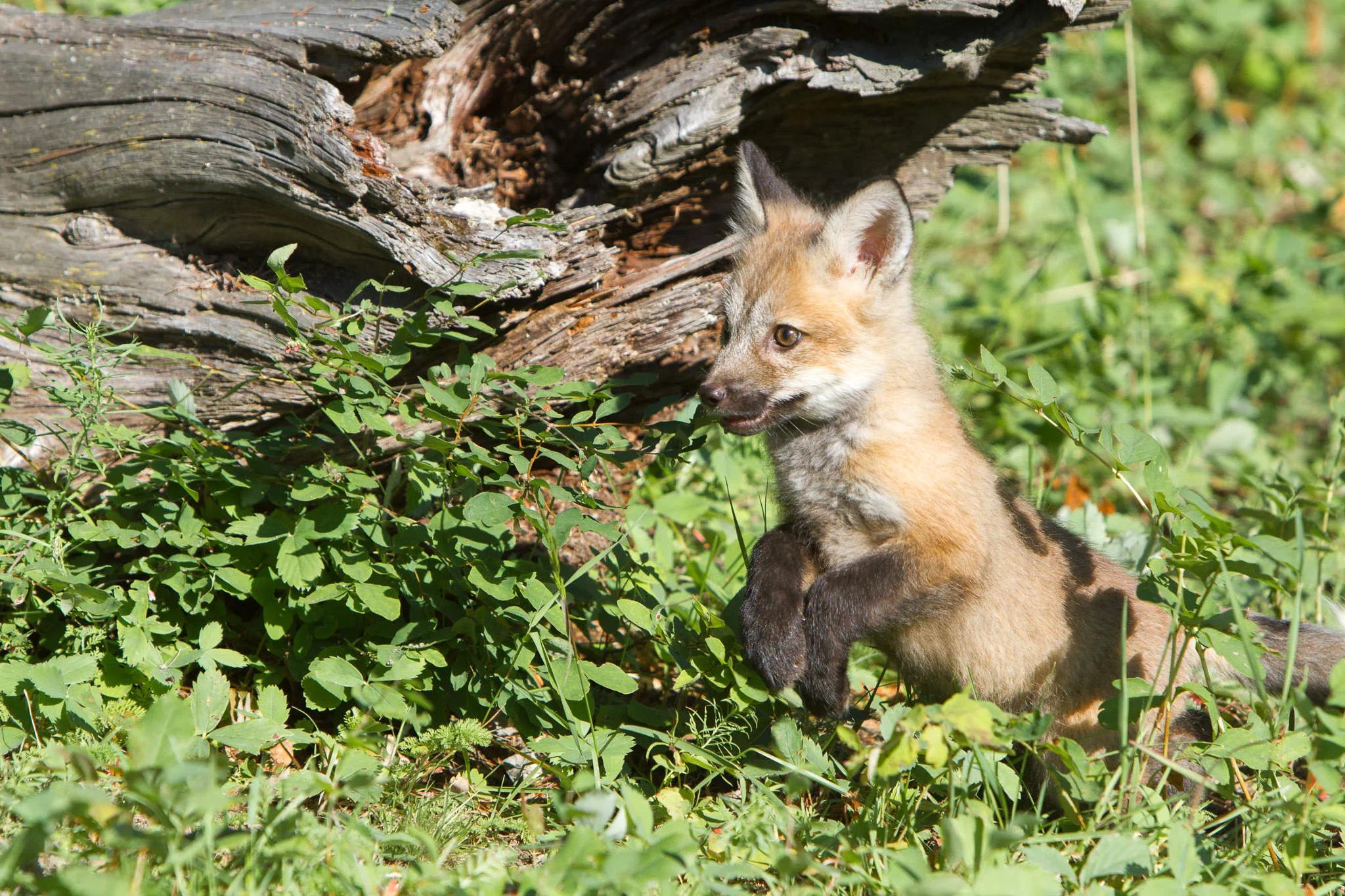 Red fox kit Western Montana #20130707_0238
