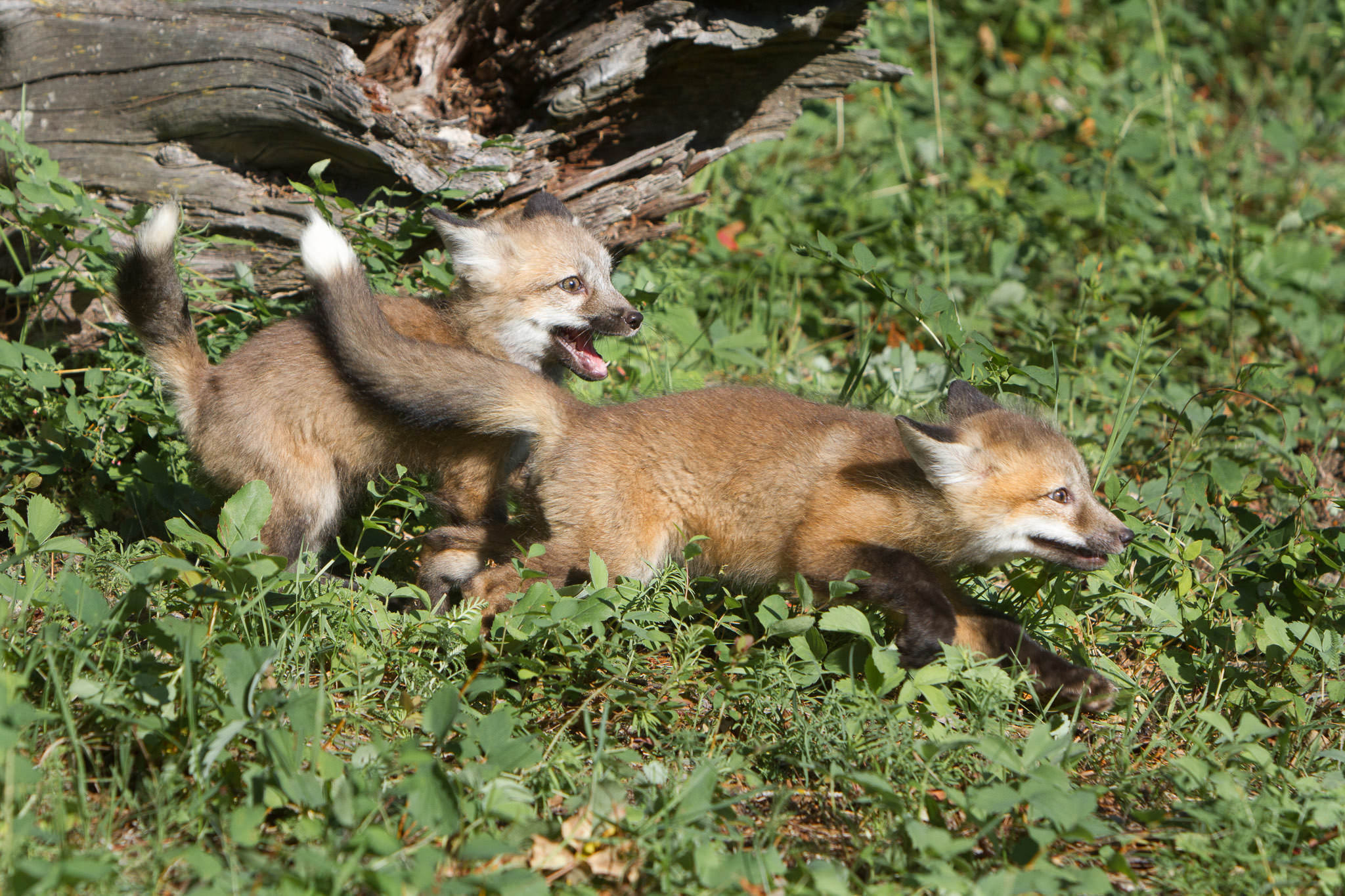  Red fox kits  Western Montana  #20130707_0239 