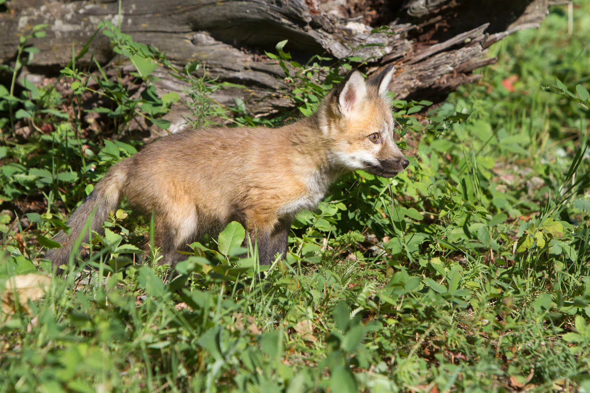 Red fox kit Western Montana #20130707_0249