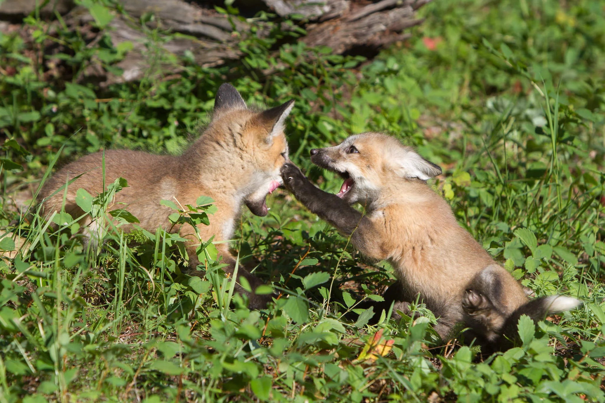 Red fox kits Western Montana #20130707_0268