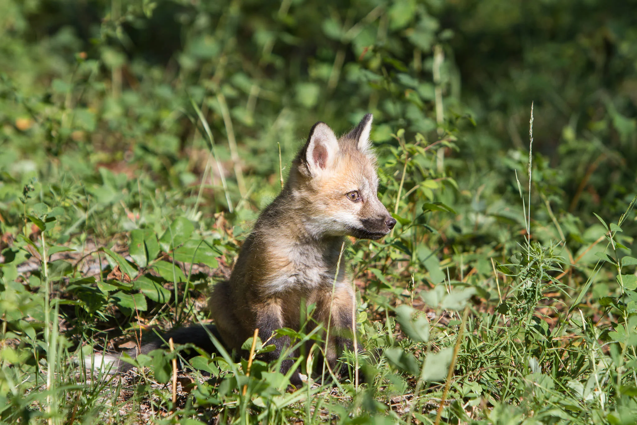 Red fox kit Western Montana #20130707_0323
