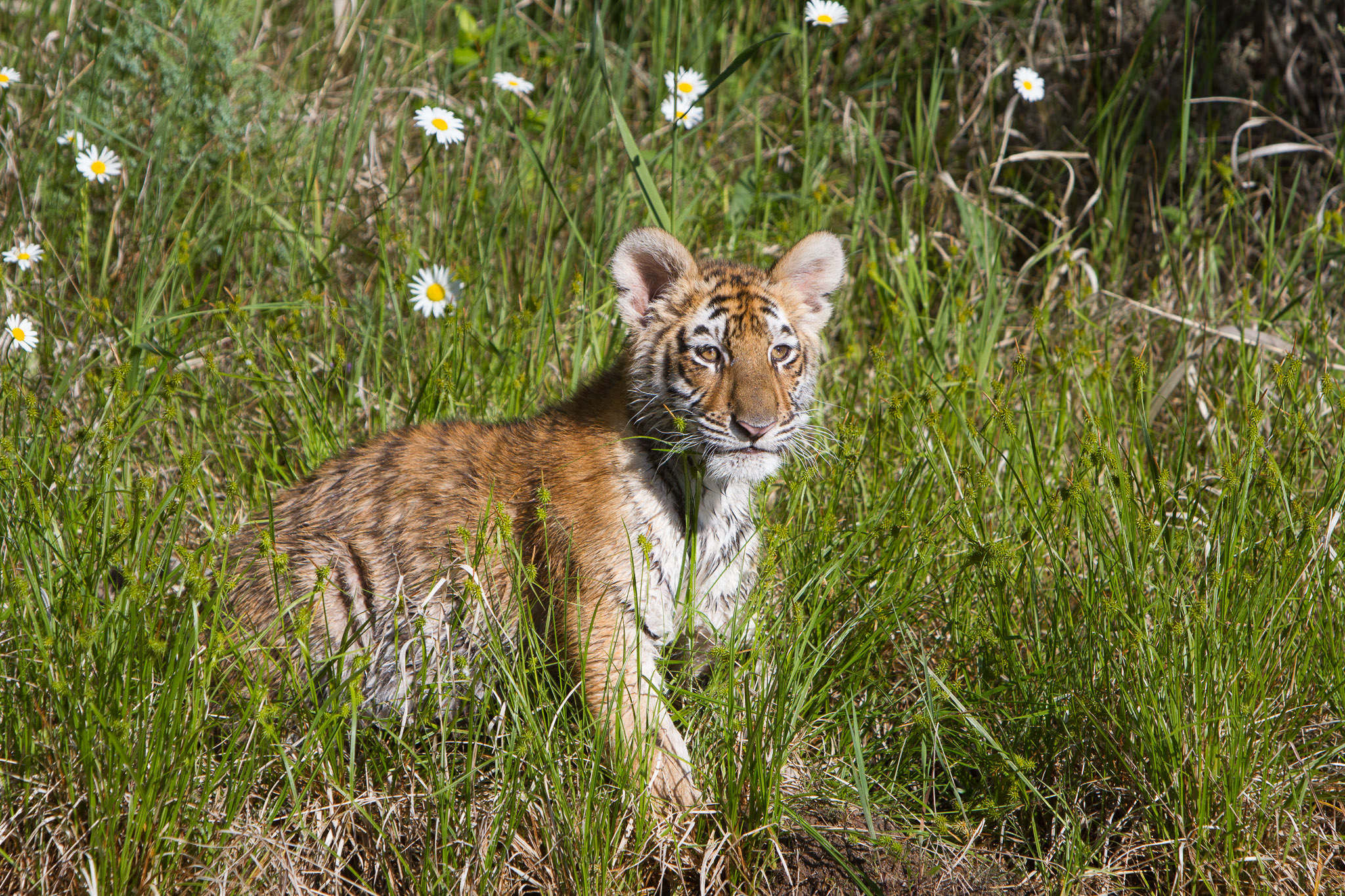  Tiger cub #20130707_0389-2 