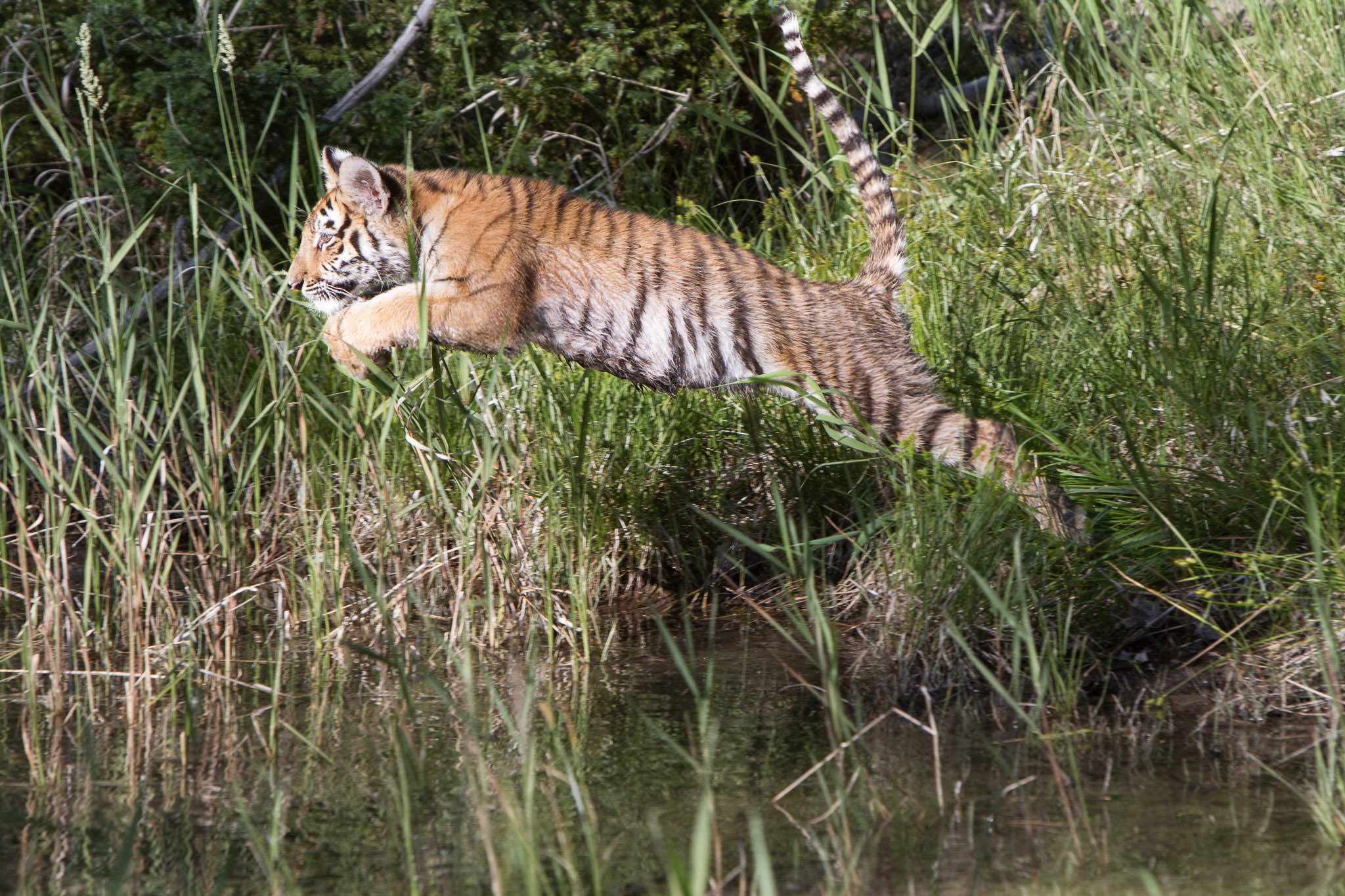  Tiger cub #20130707_0444-2 