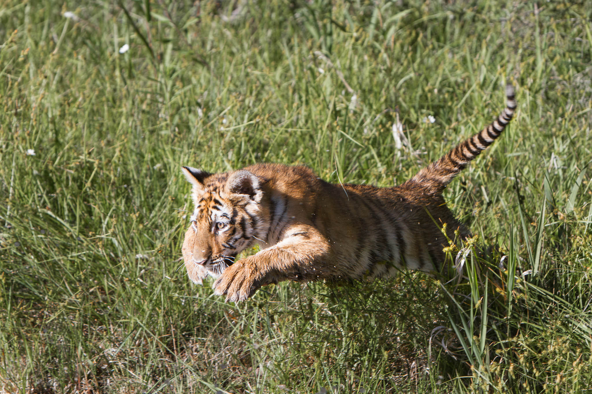  Tiger cub #20130707_0561 