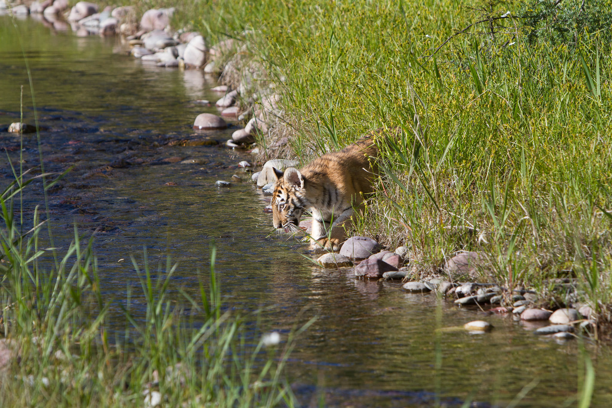  Tiger cub #20130707_0467 