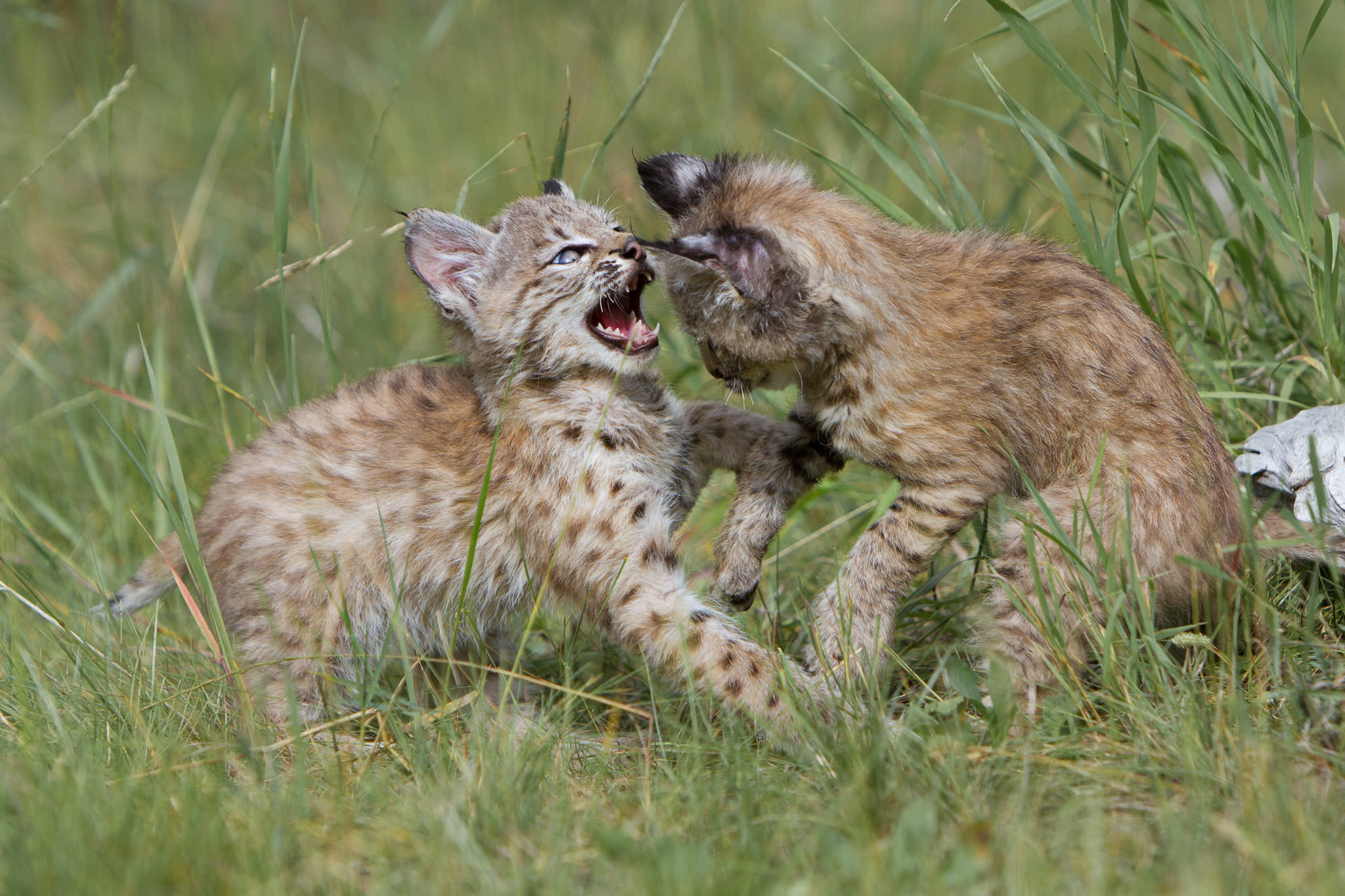  Bobcat kittens  Western Montana  #20130708_0160-2 