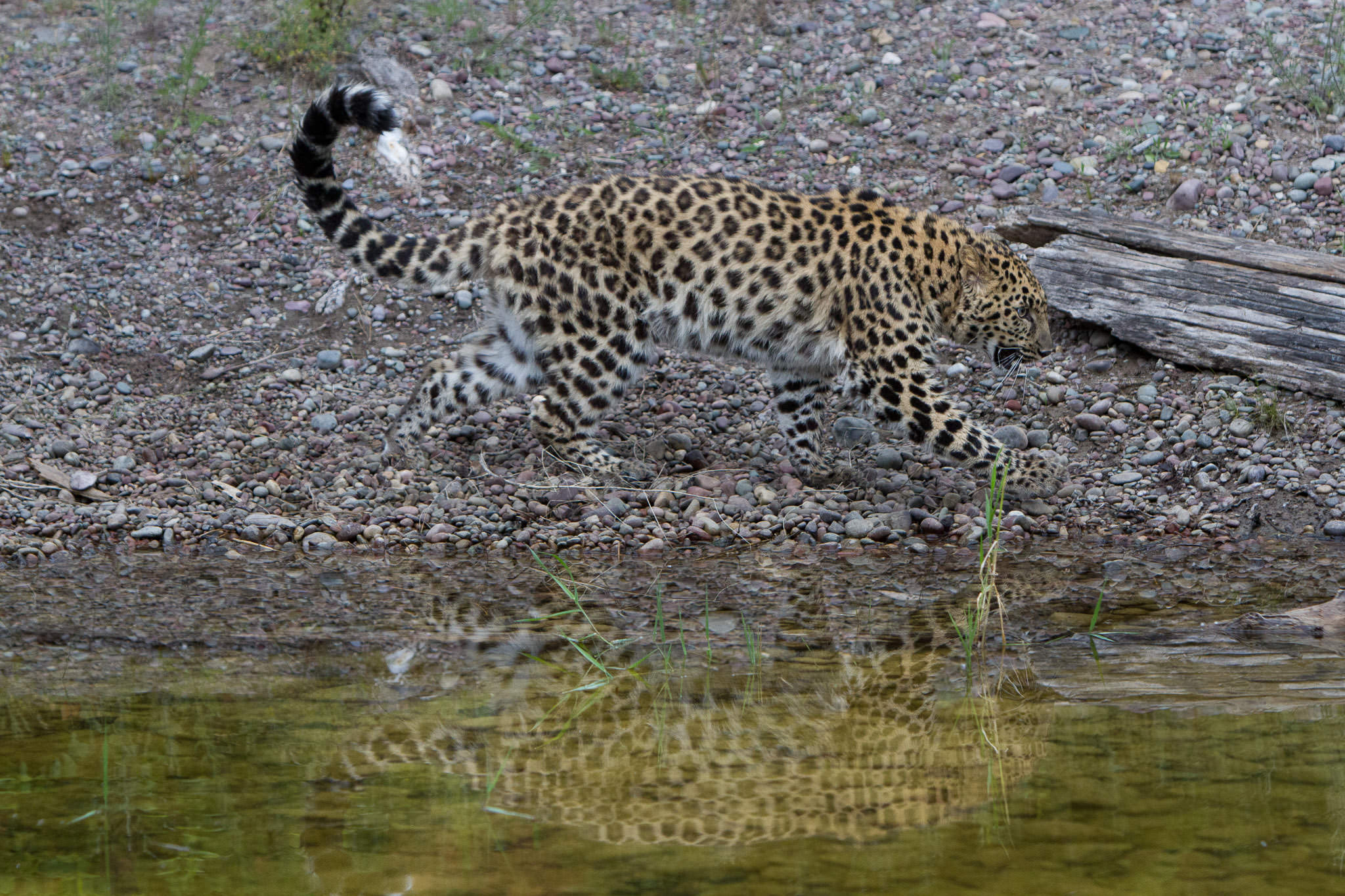  Amur Leopard #20130708_0223 