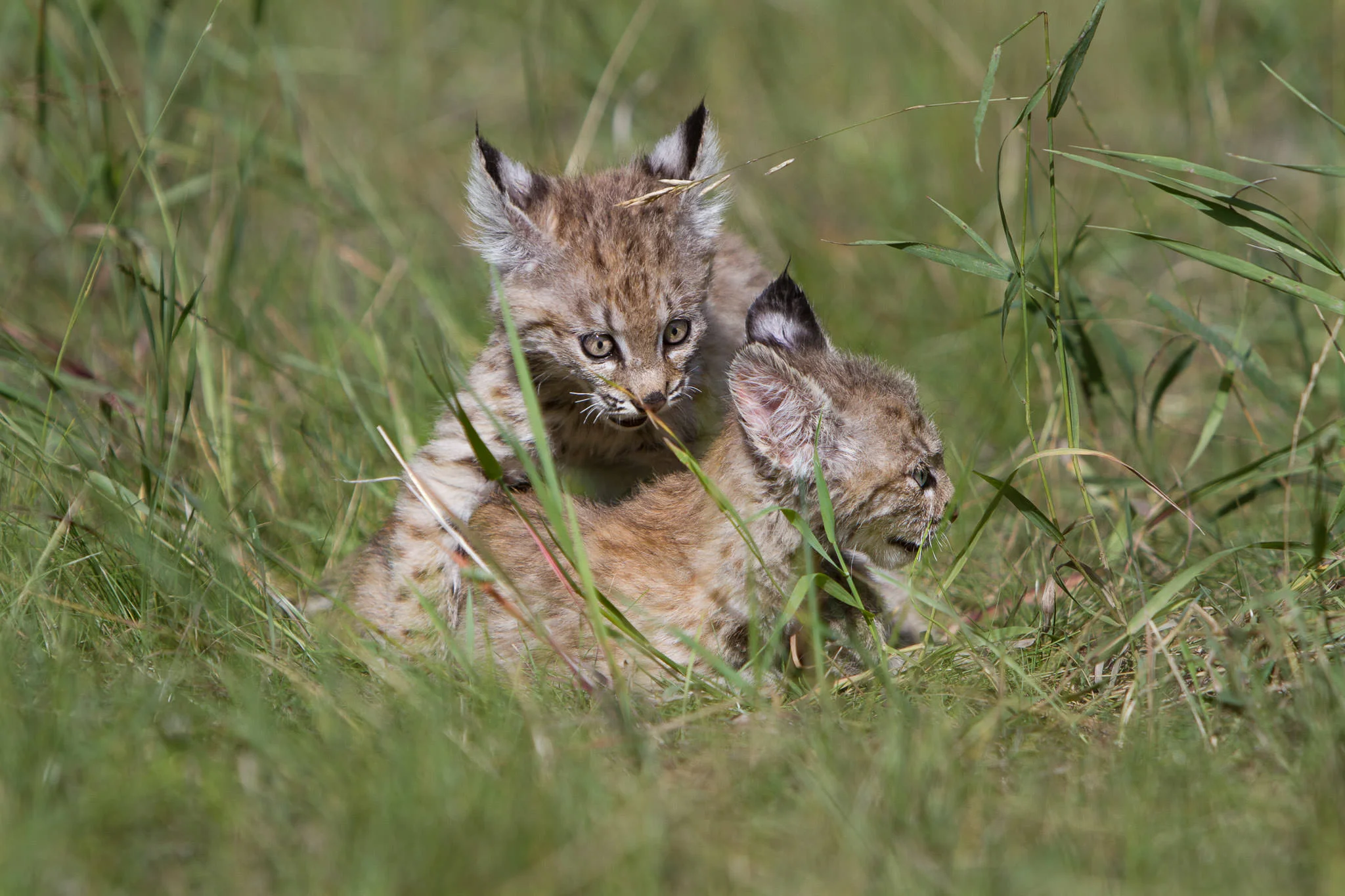 Bobcat kittens Western Montana #20130708_0278-2