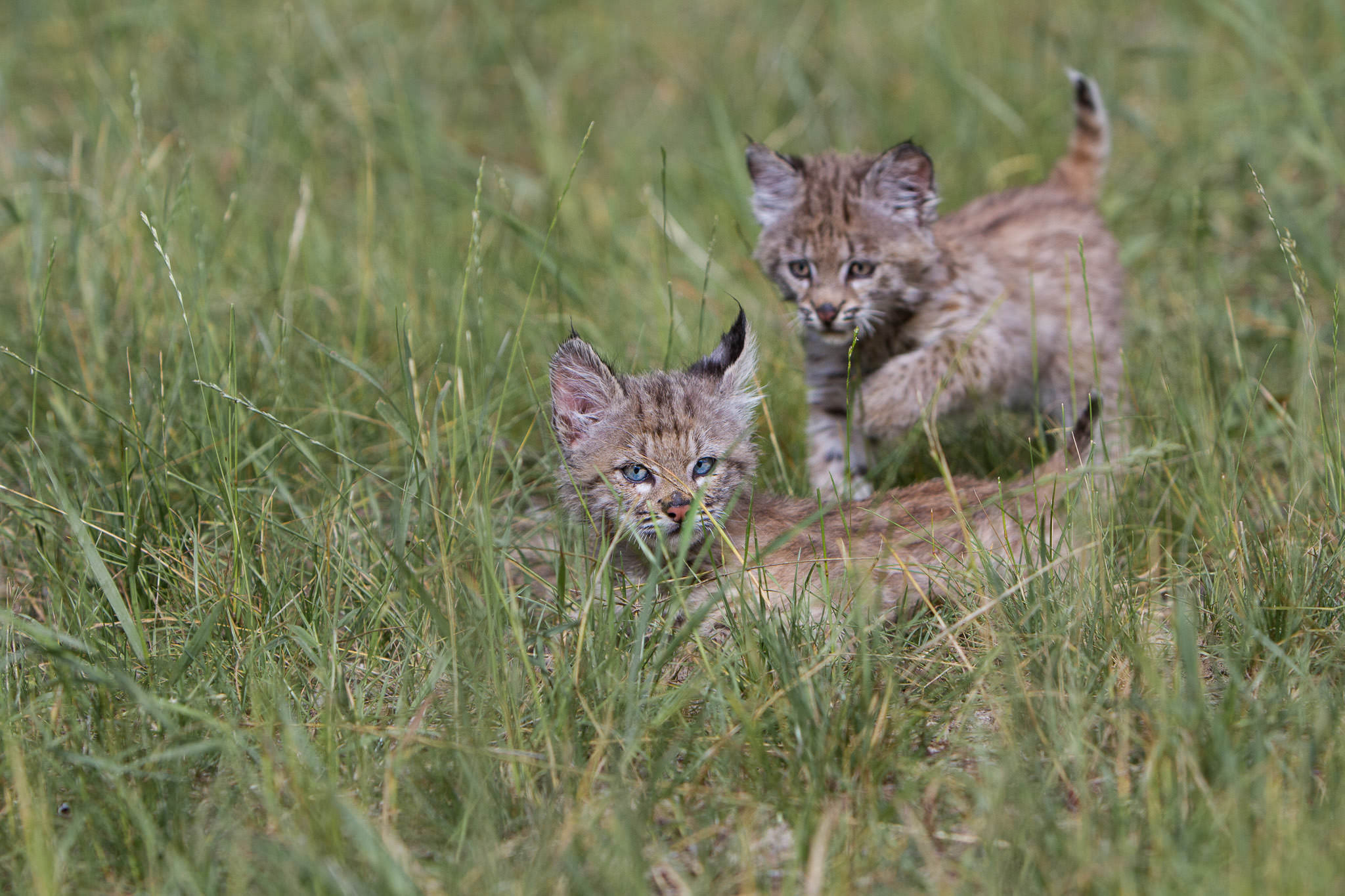  Bobcat kittens  Western Montana  #20130708_0236-2 