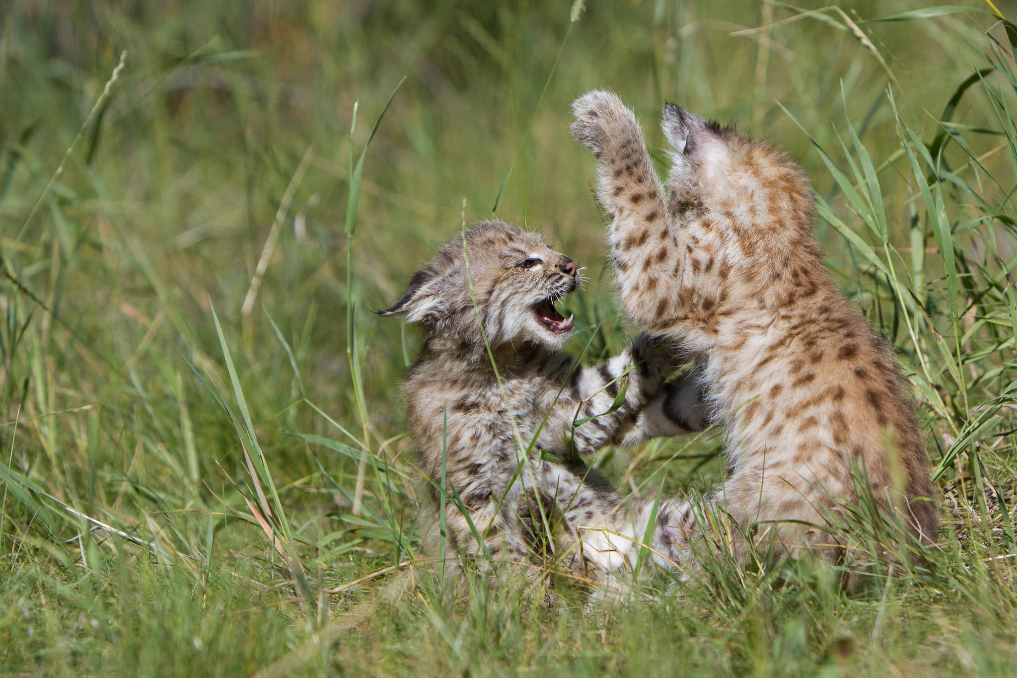  Bobcat kittens  Western Montana  #20130708_0348-2 