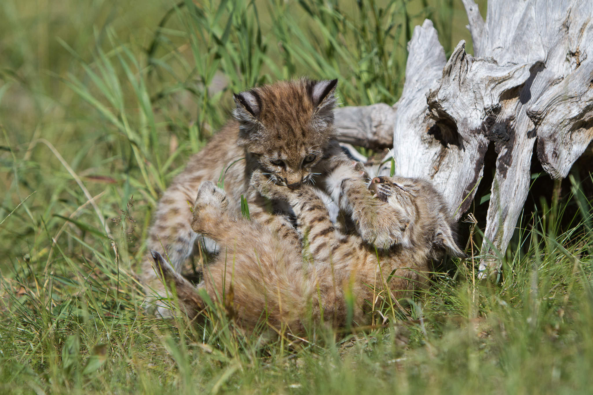  Bobcat kittens  Western Montana  #20130708_0373-2 