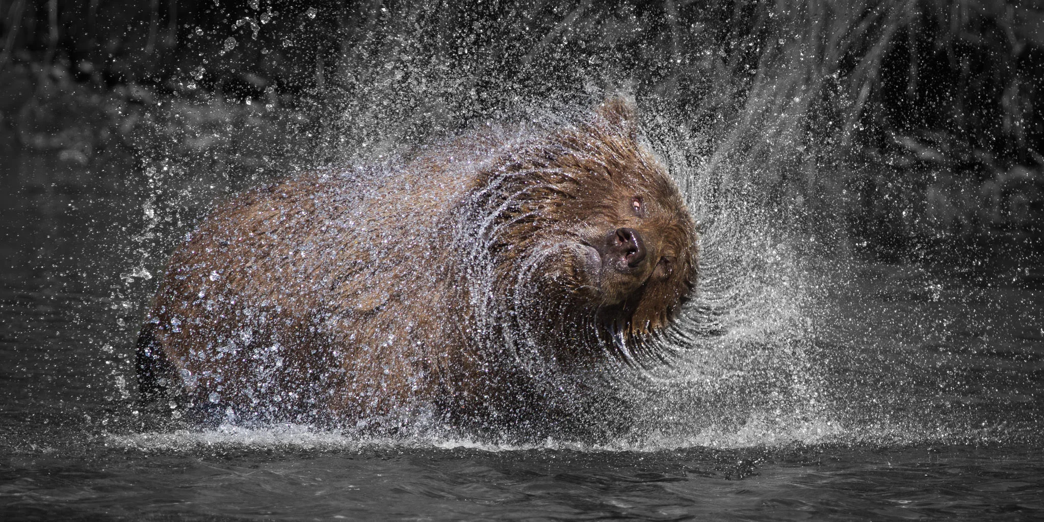 Brown Bear