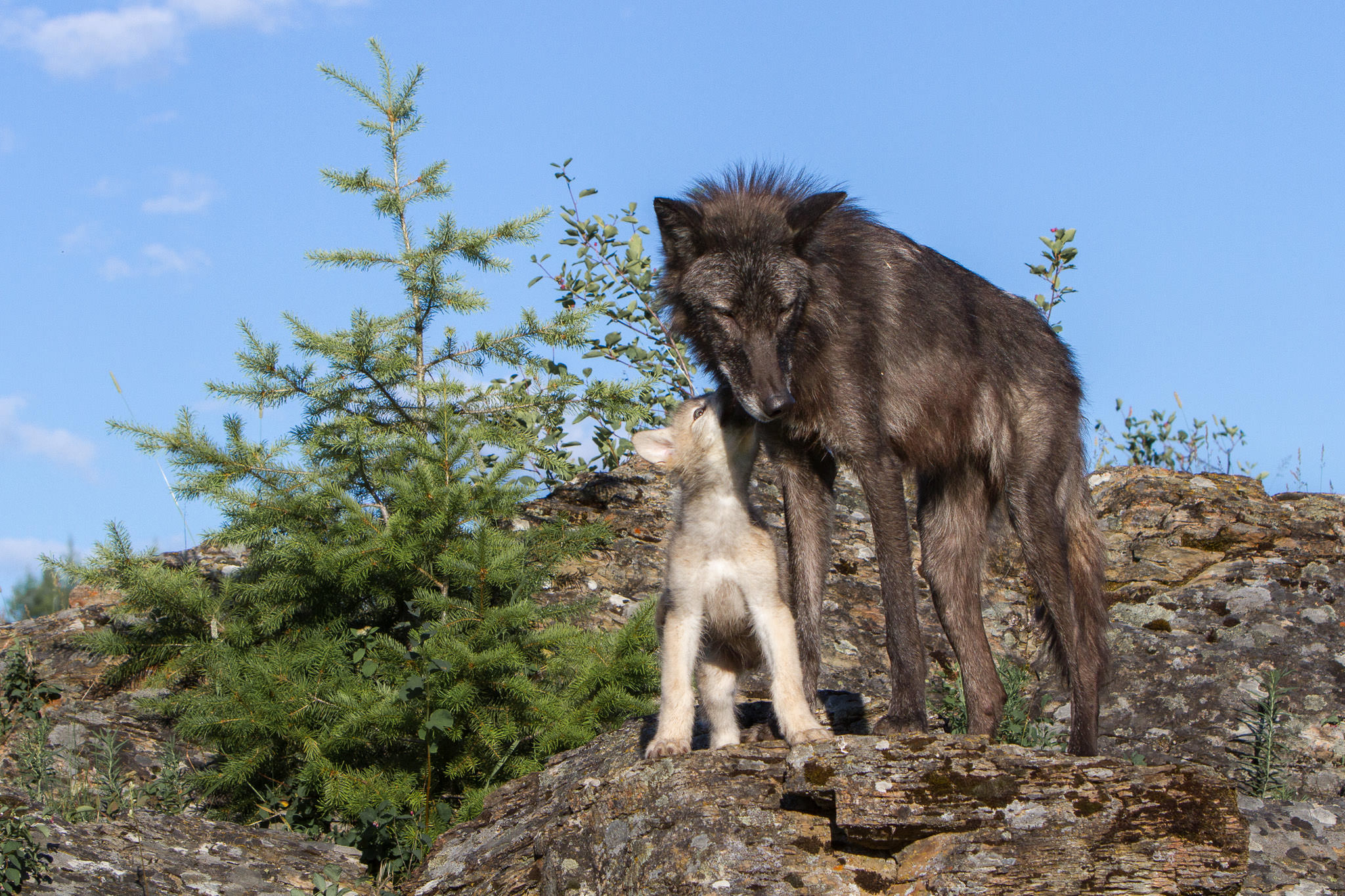  Wolf and pup  Western Montana  #20130707_0435 