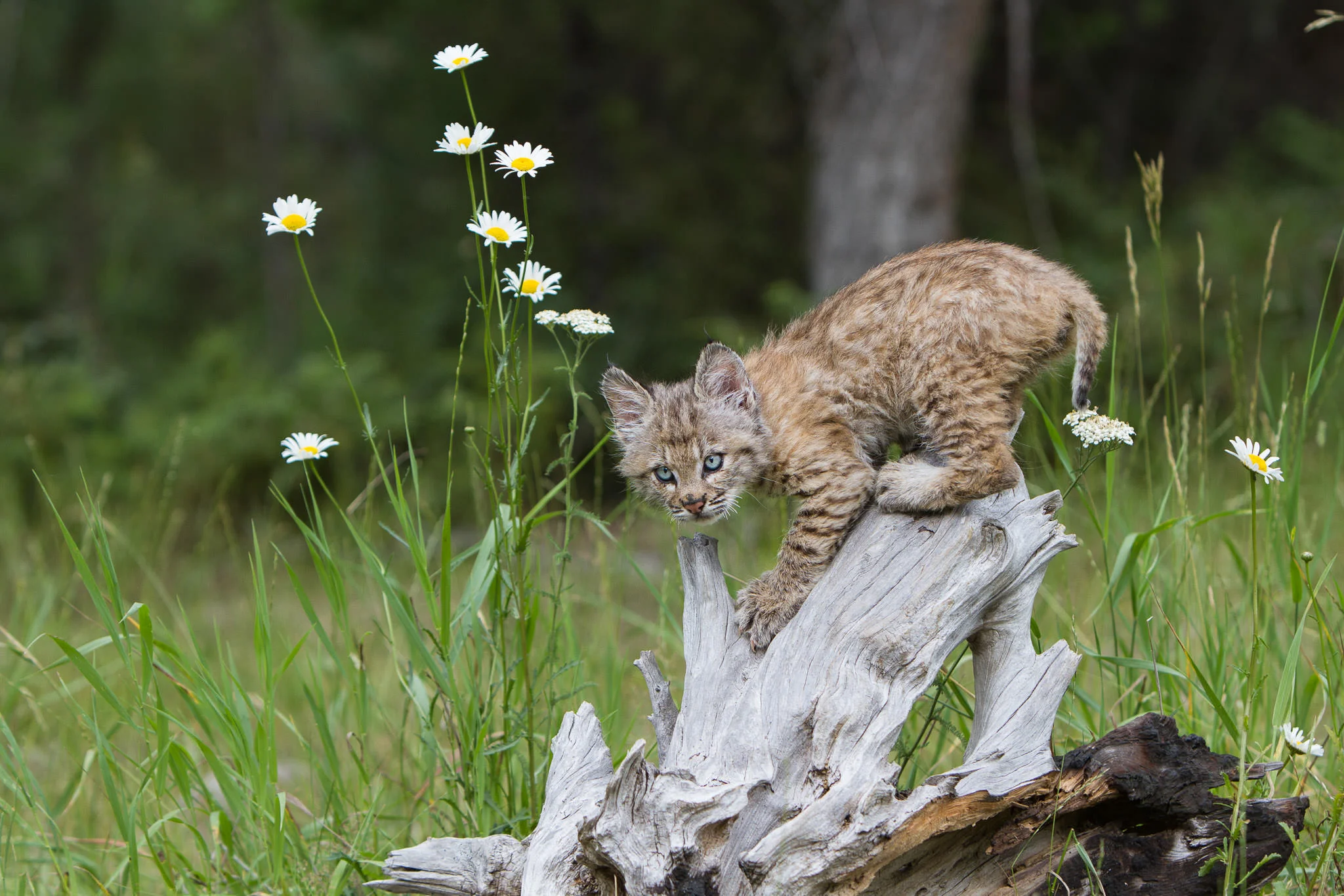 Bobcat kitten Western Montana #20130708_0120-2