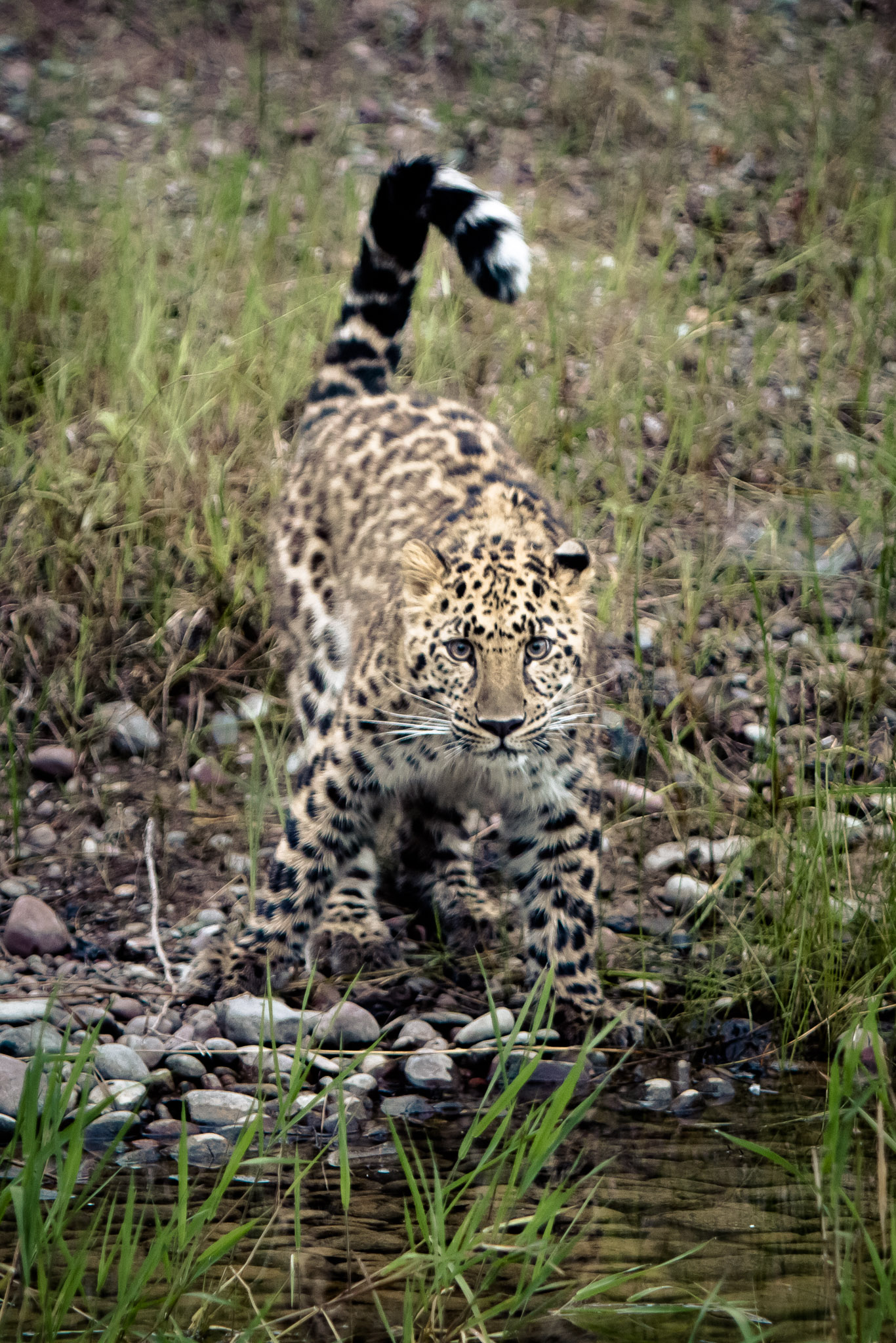  Amur Leopard #20130708_0431 