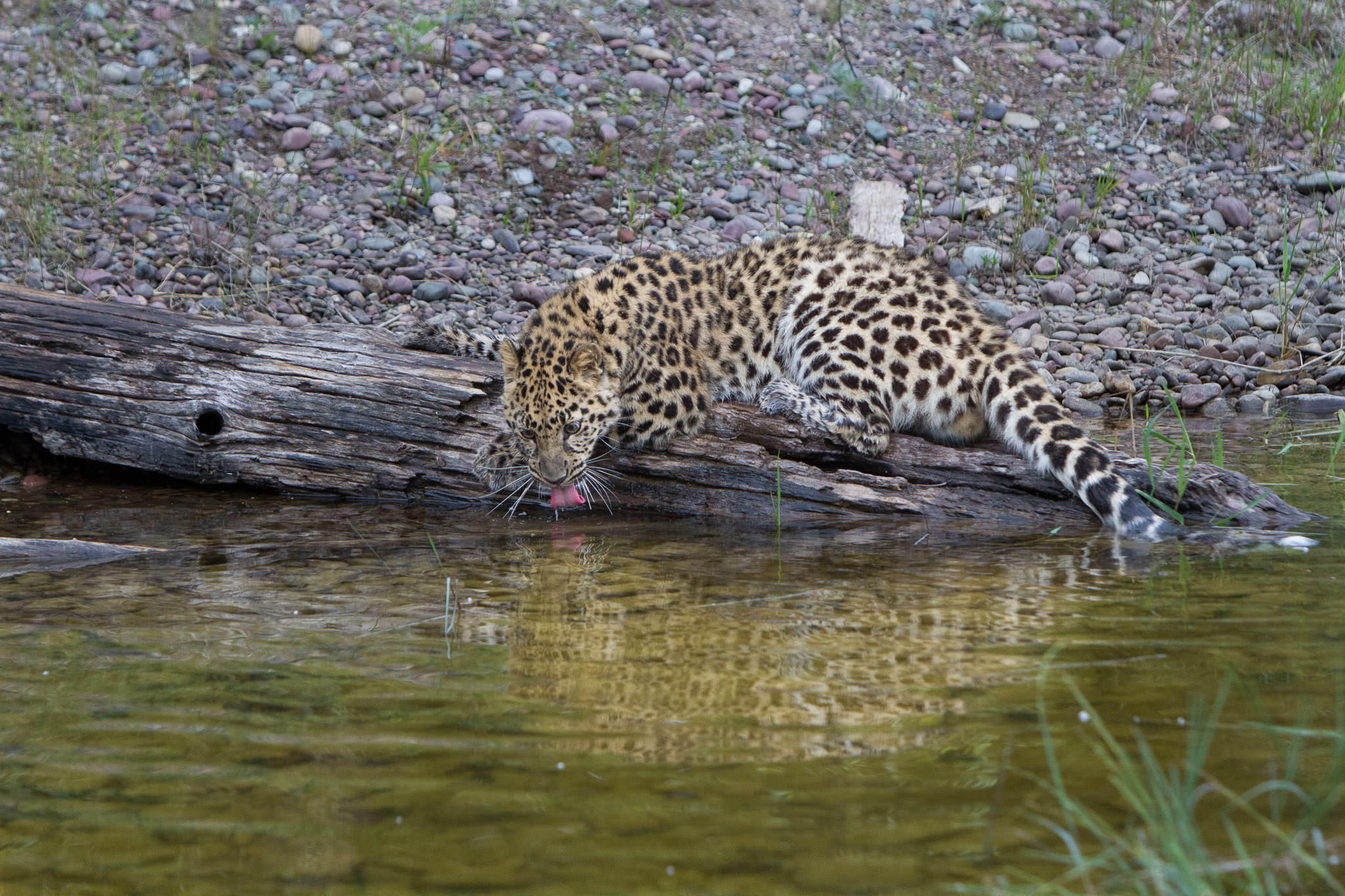  Amur Leopard #20130708_0357 