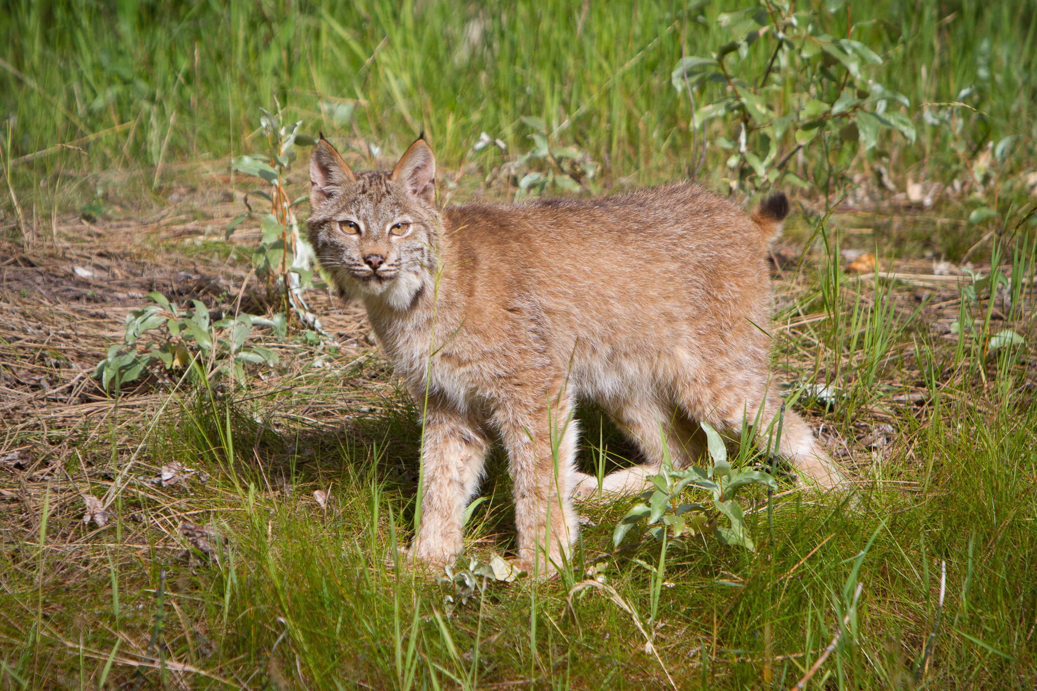  Canadian Lynx  Western Montana  #20130708_0041-2 