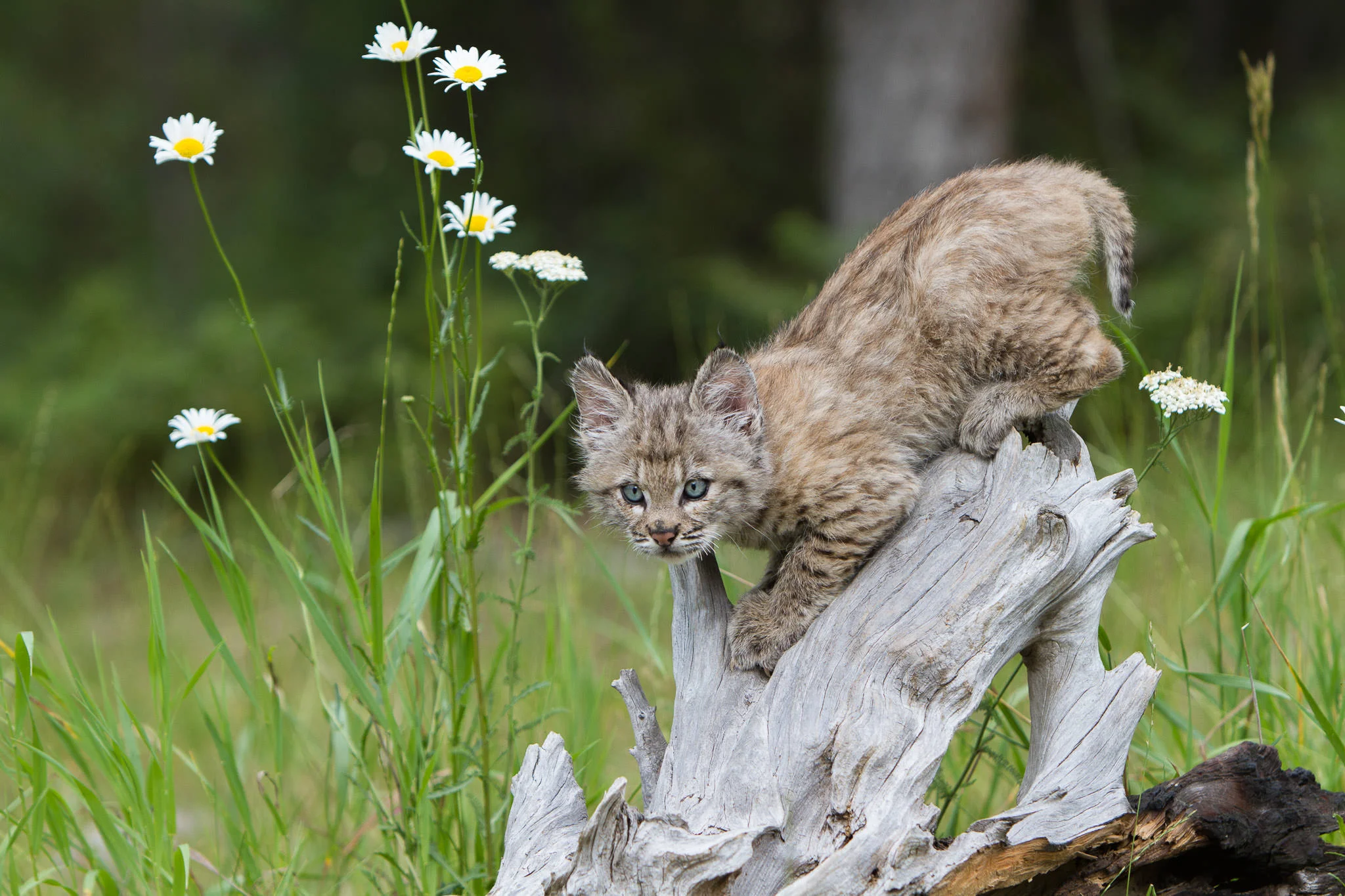 Bobcat kitten Western Montana #20130708_0126-2