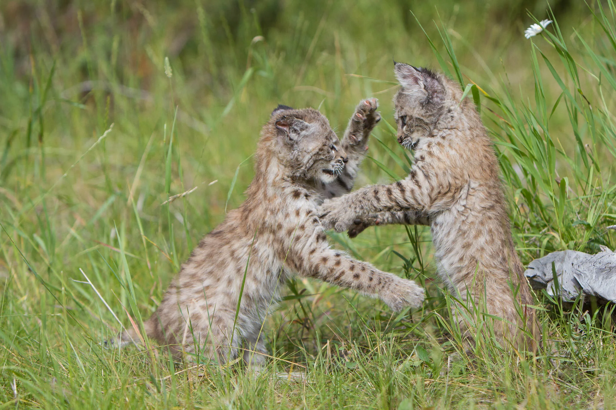 Bobcat kittens Western Montana #20130708_0162-2