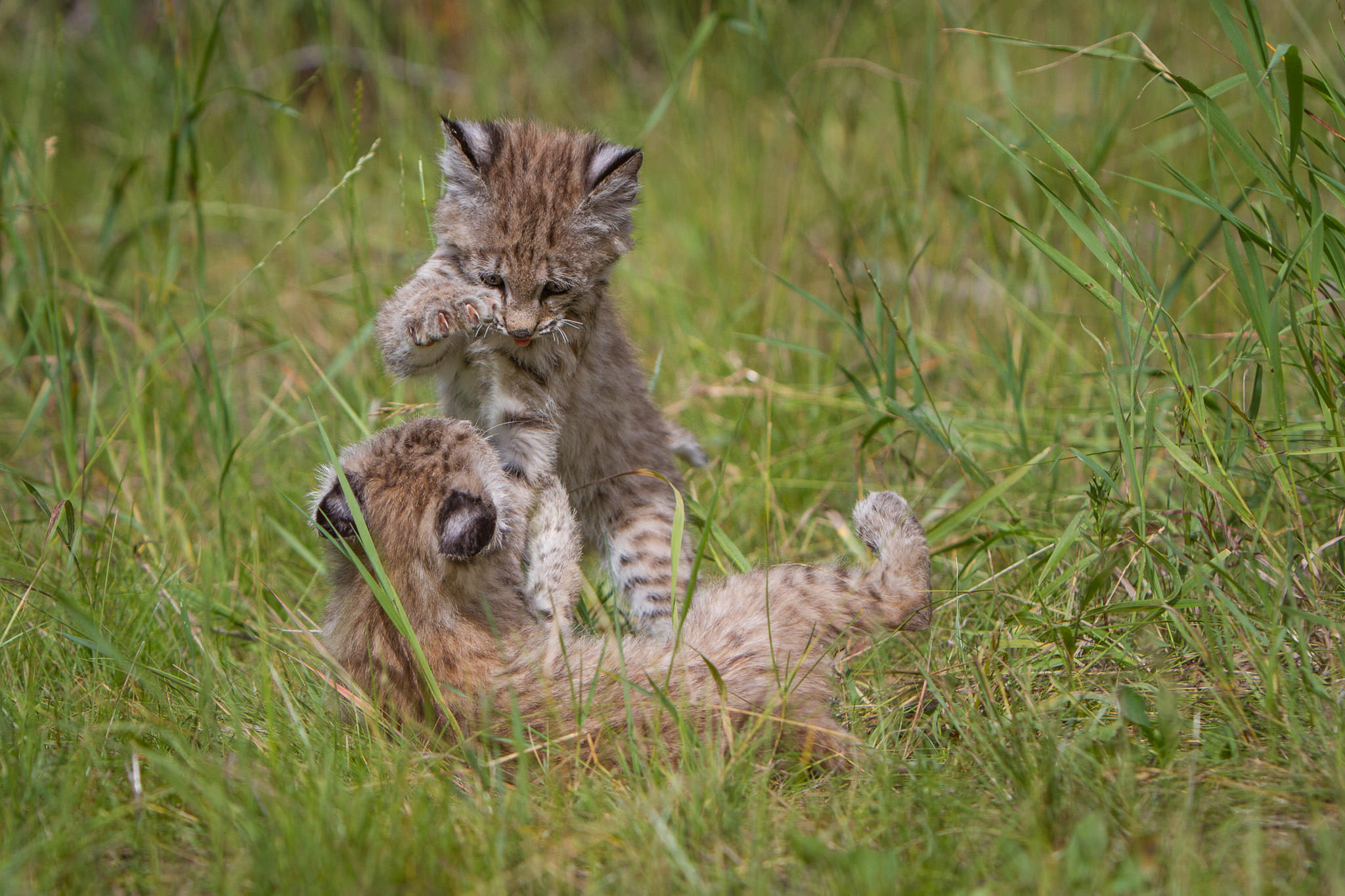  Bobcat kittens  Western Montana  #20130708_0181-2 