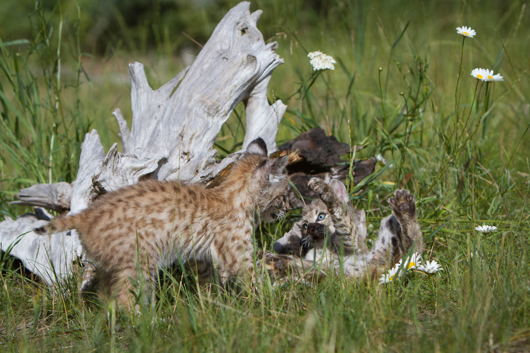 Bobcat kittens  Western Montana  #20130708_0268-2 