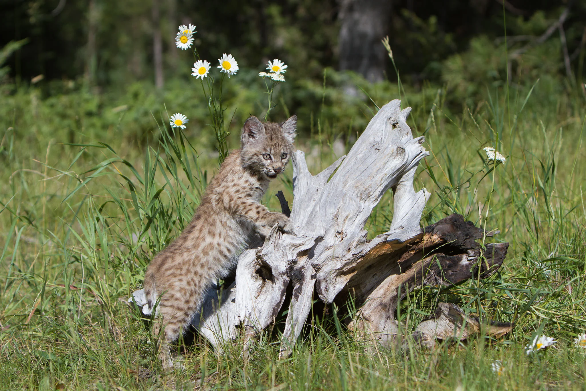 Bobcat kitten Western Montana #20130708_0296-2