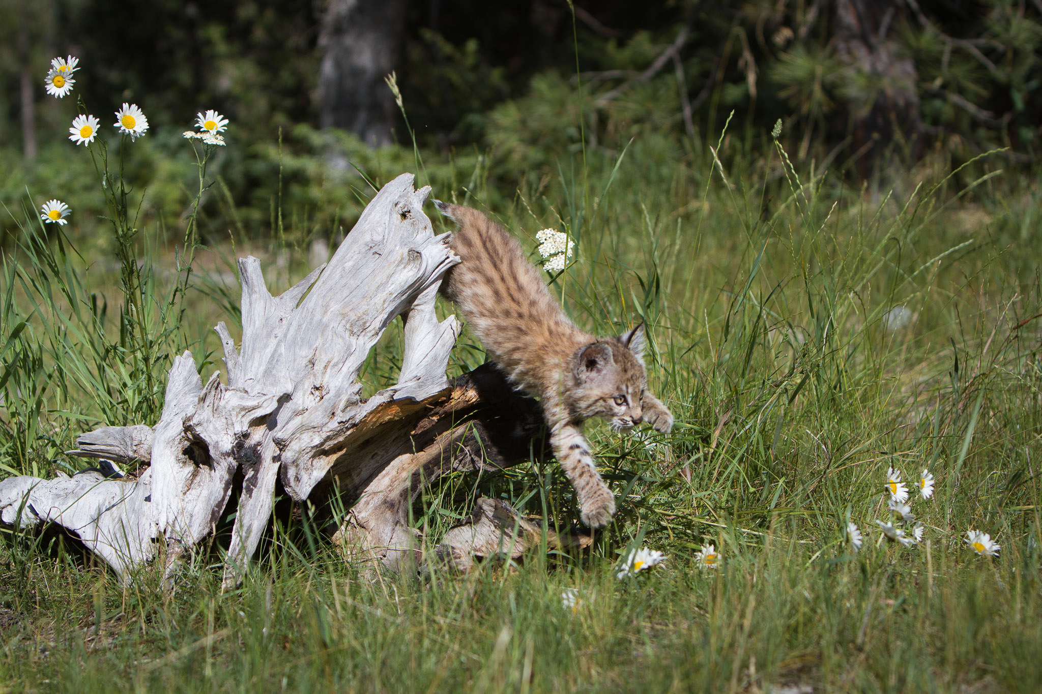  Bobcat kitten  Western Montana  #20130708_0314-2 