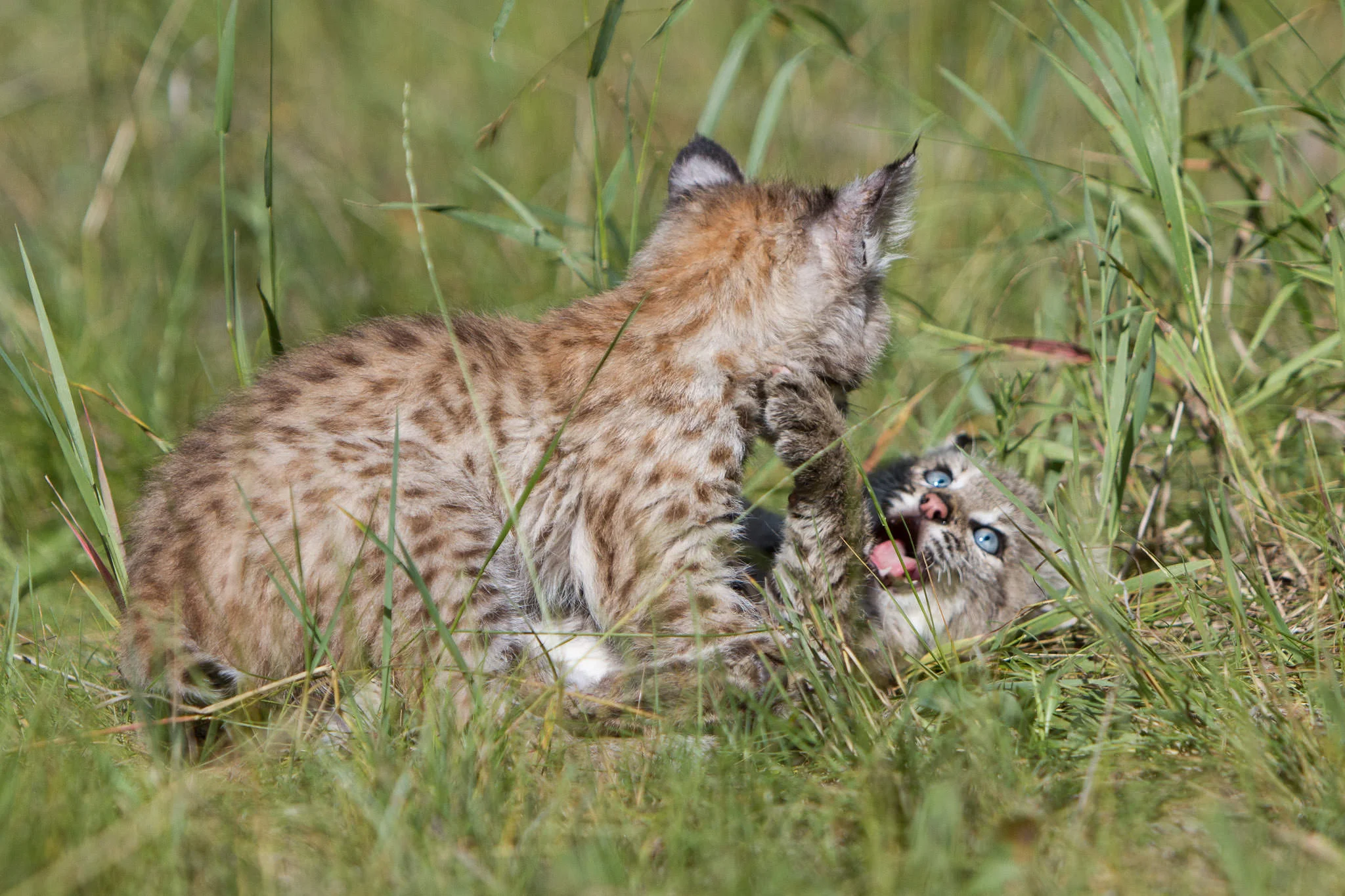 Bobcat kittens Western Montana #20130708_0335-2