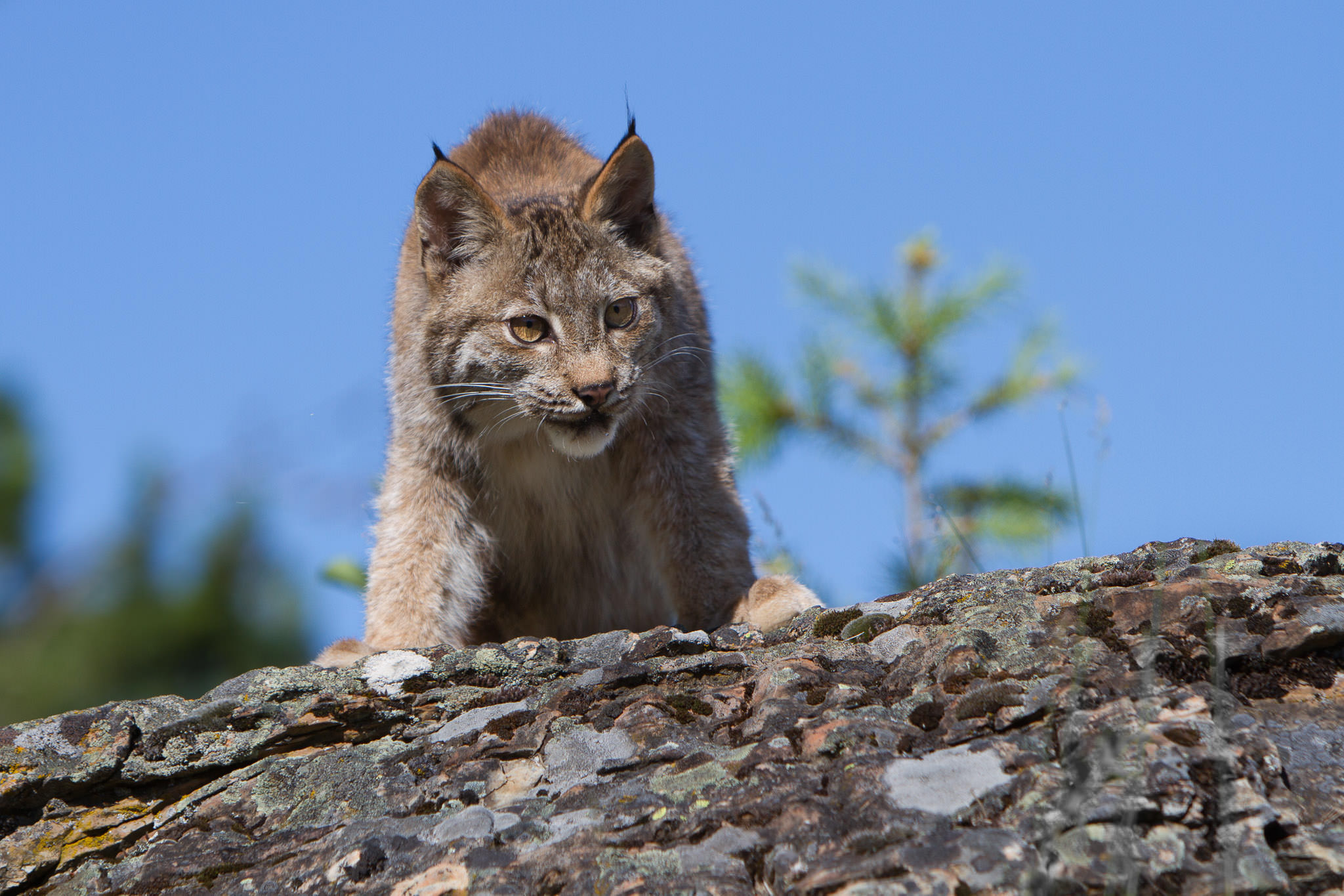  Canadian Lynx  Western Montana  #20130708_0687 