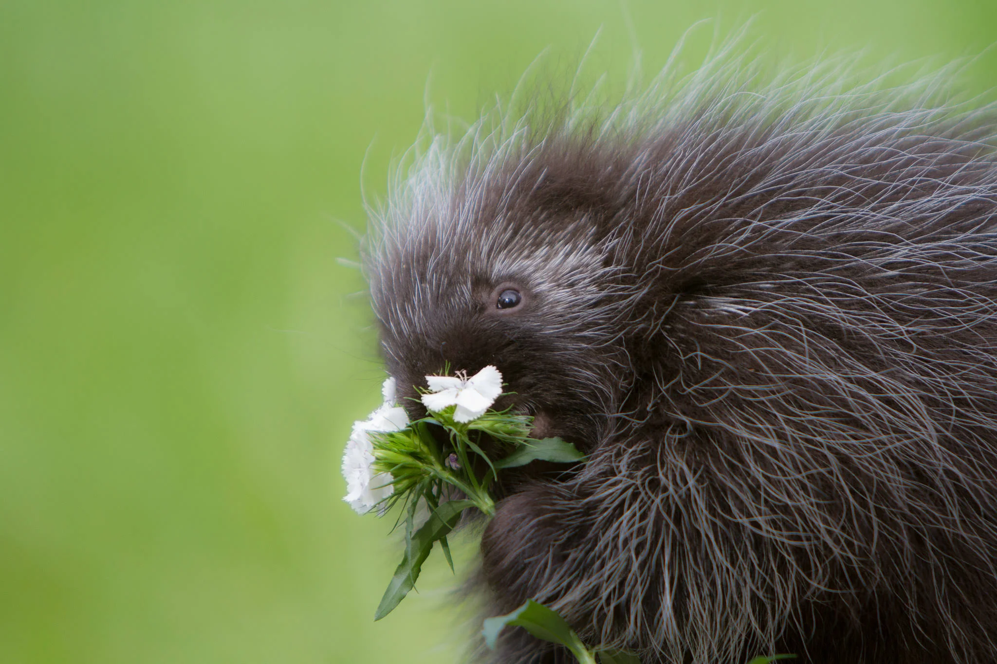 Porcupine Western Montana #20130708_0426-2