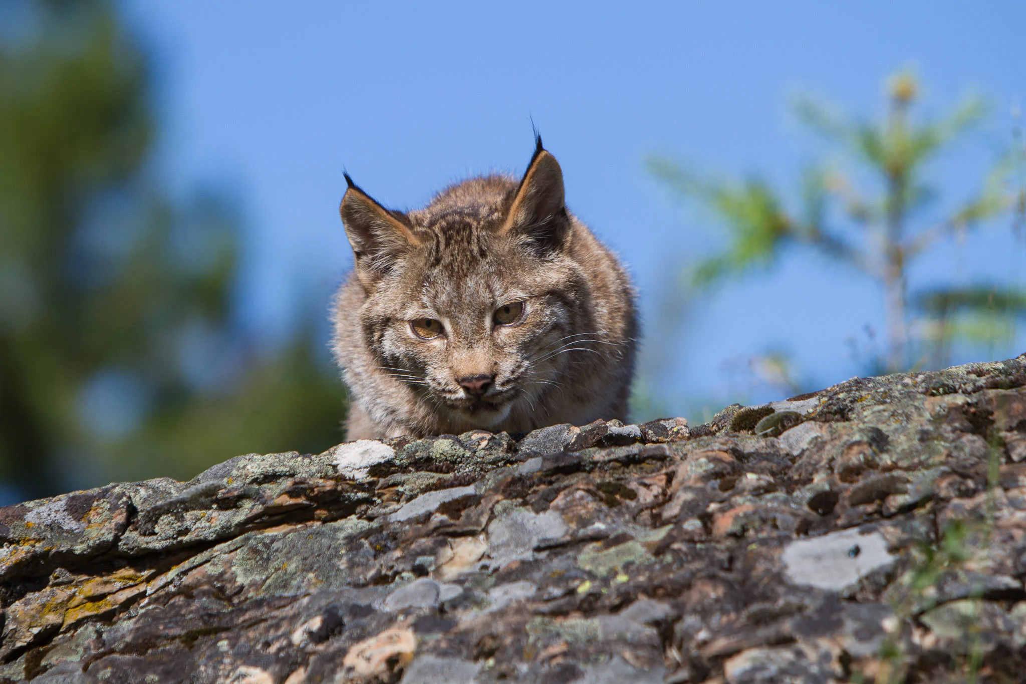 Canadian Lynx Western Montana #20130708_0705