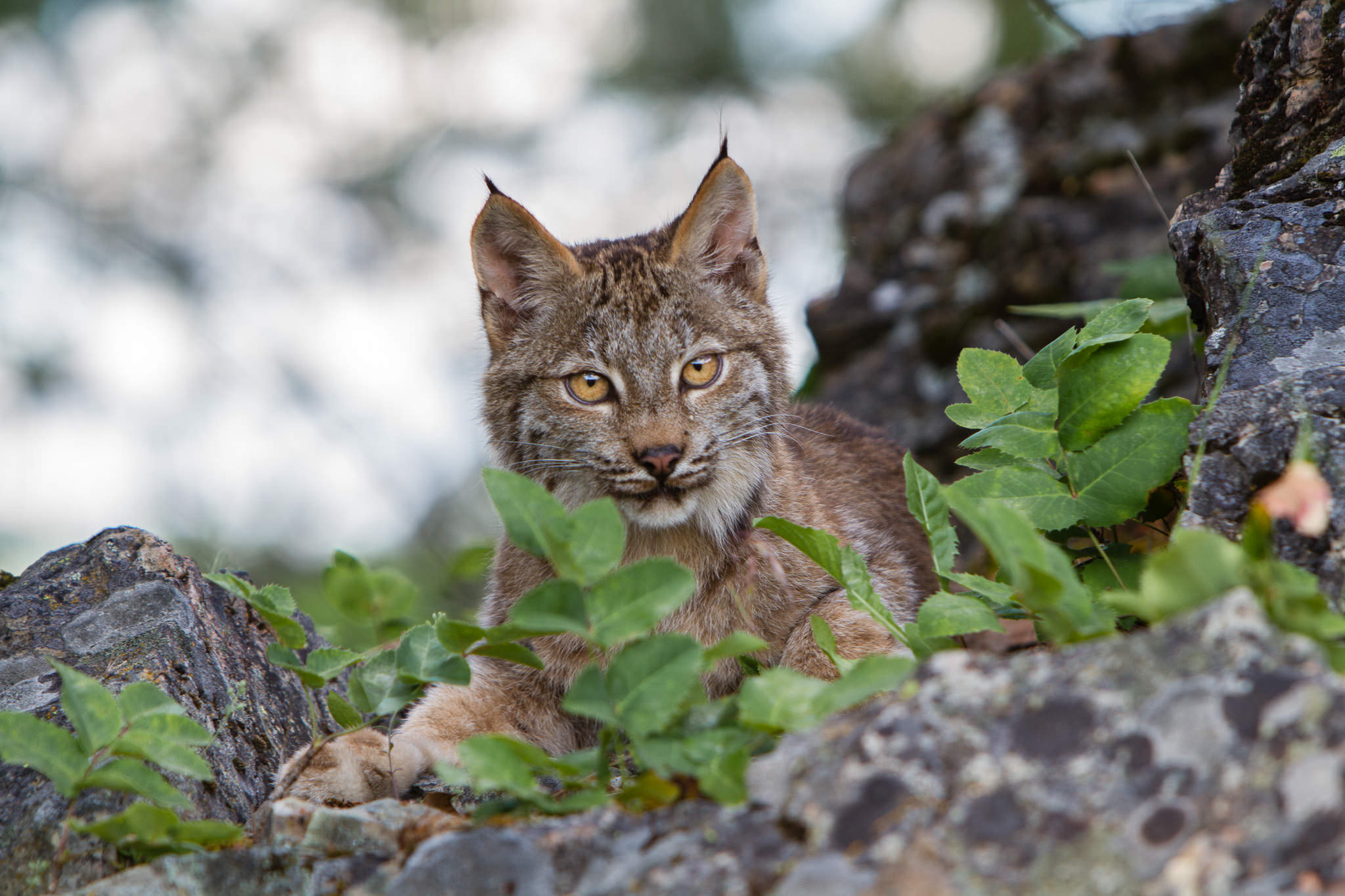  Canadian Lynx  Western Montana  #20130708_0793 