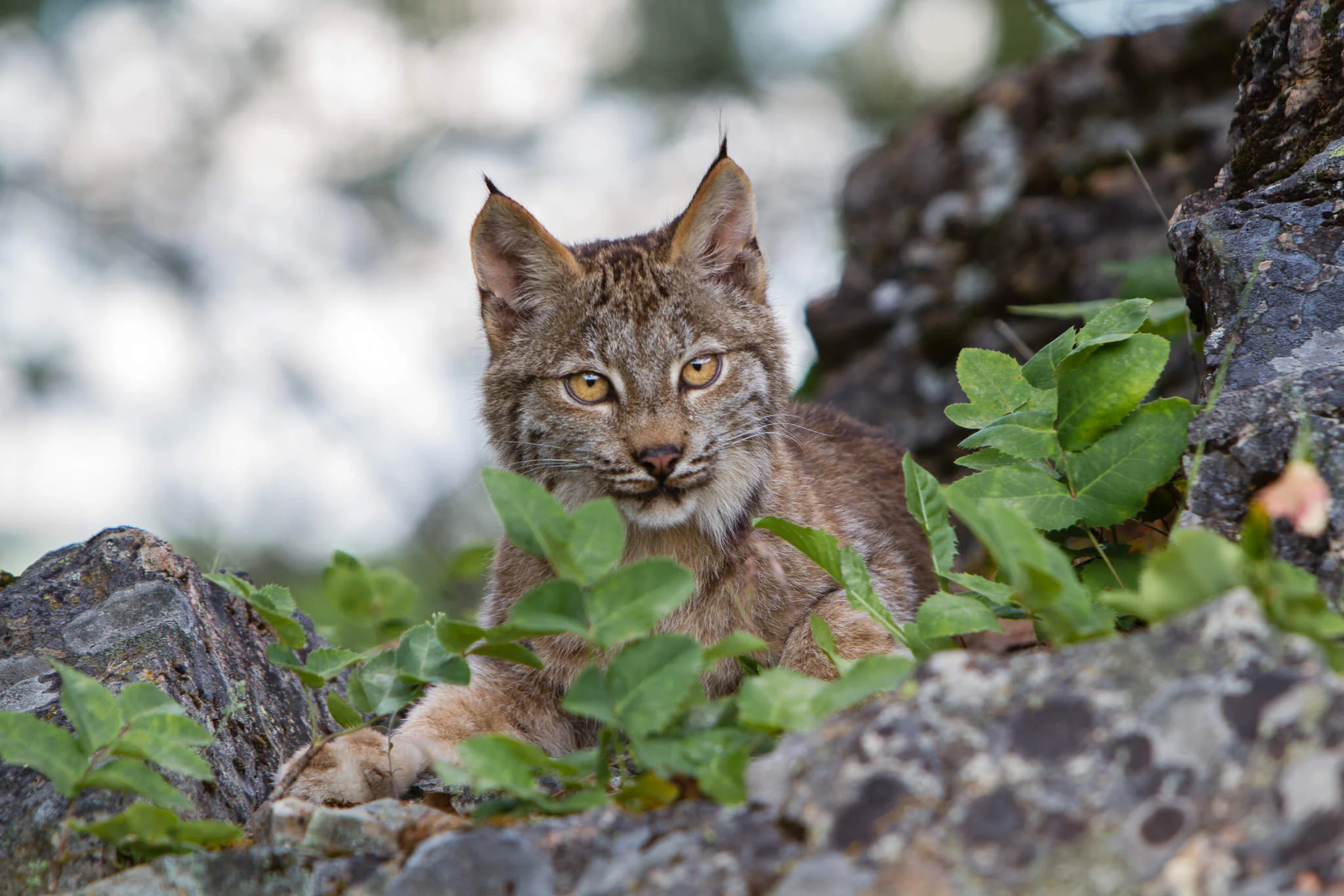 Canadian Lynx Western Montana #20130708_0793