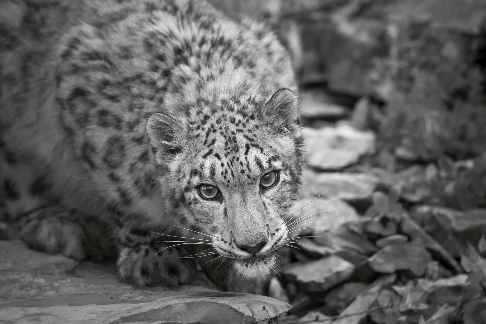  Snow Leopard #20130709_0007 