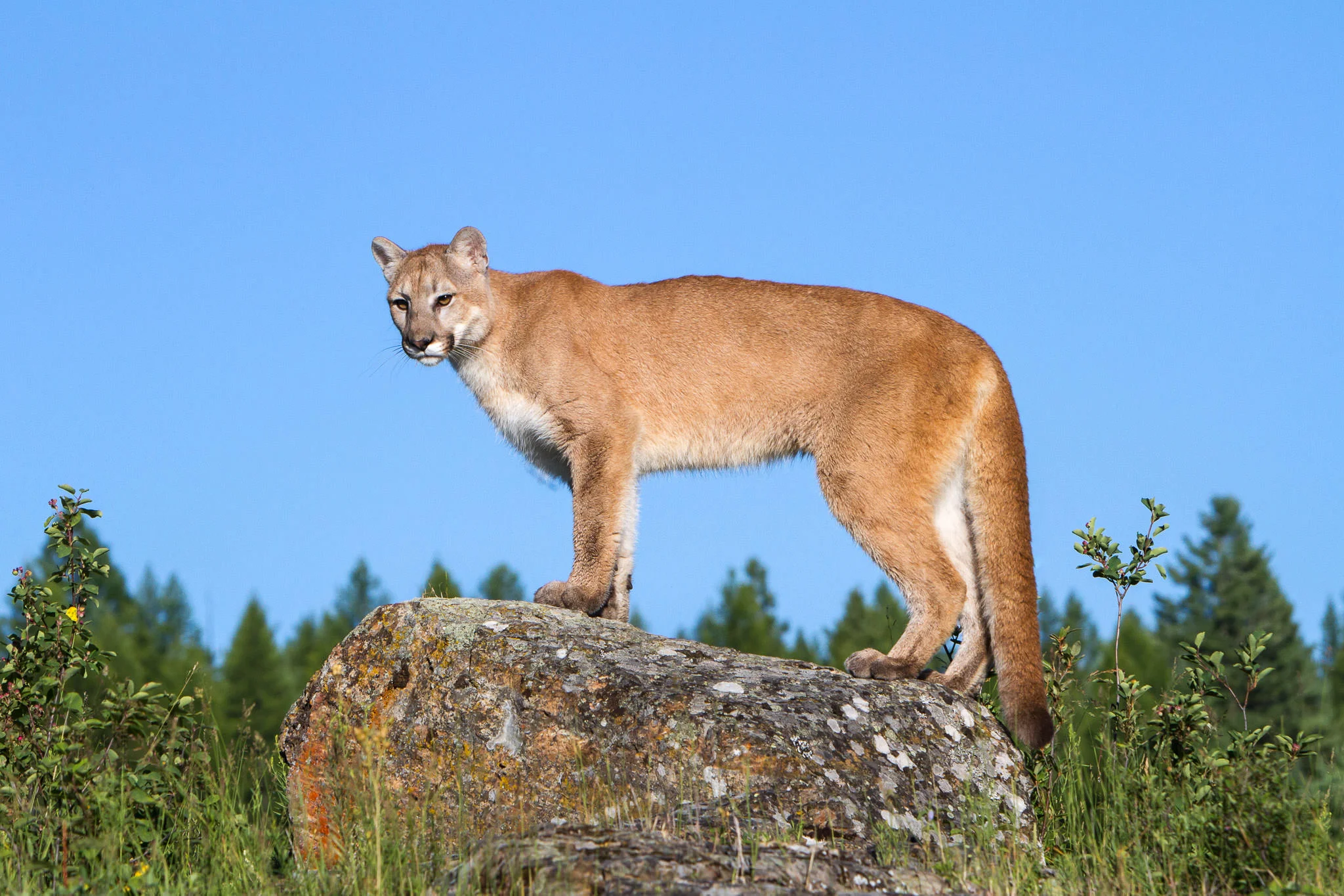Mountain Lion Western Montana #20130709_0134
