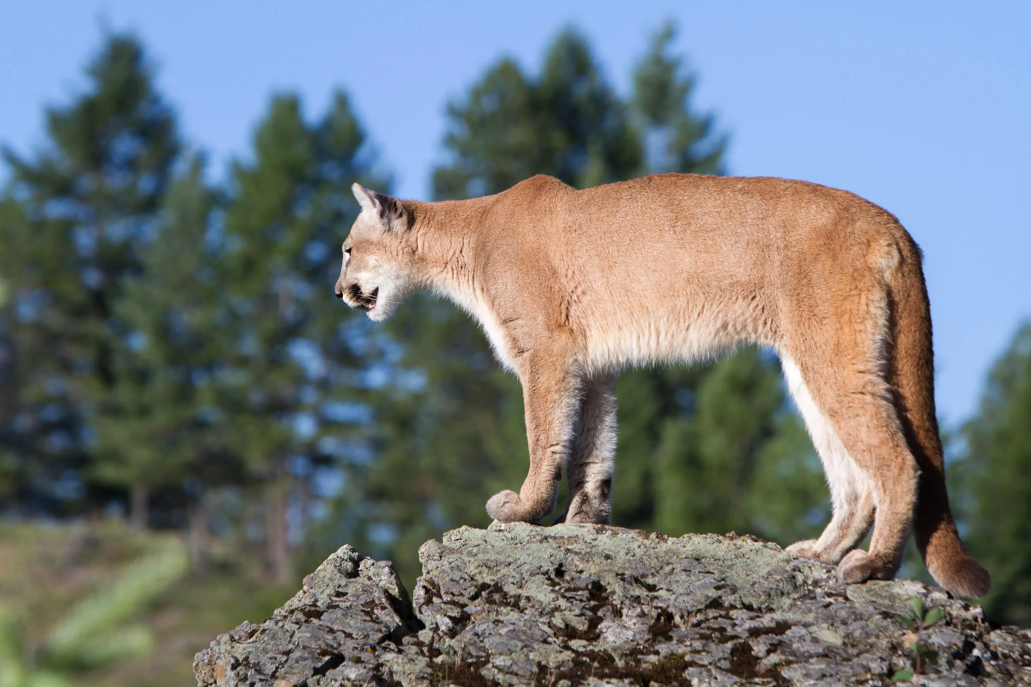 Mountain Lion Western Montana #20130709_0201