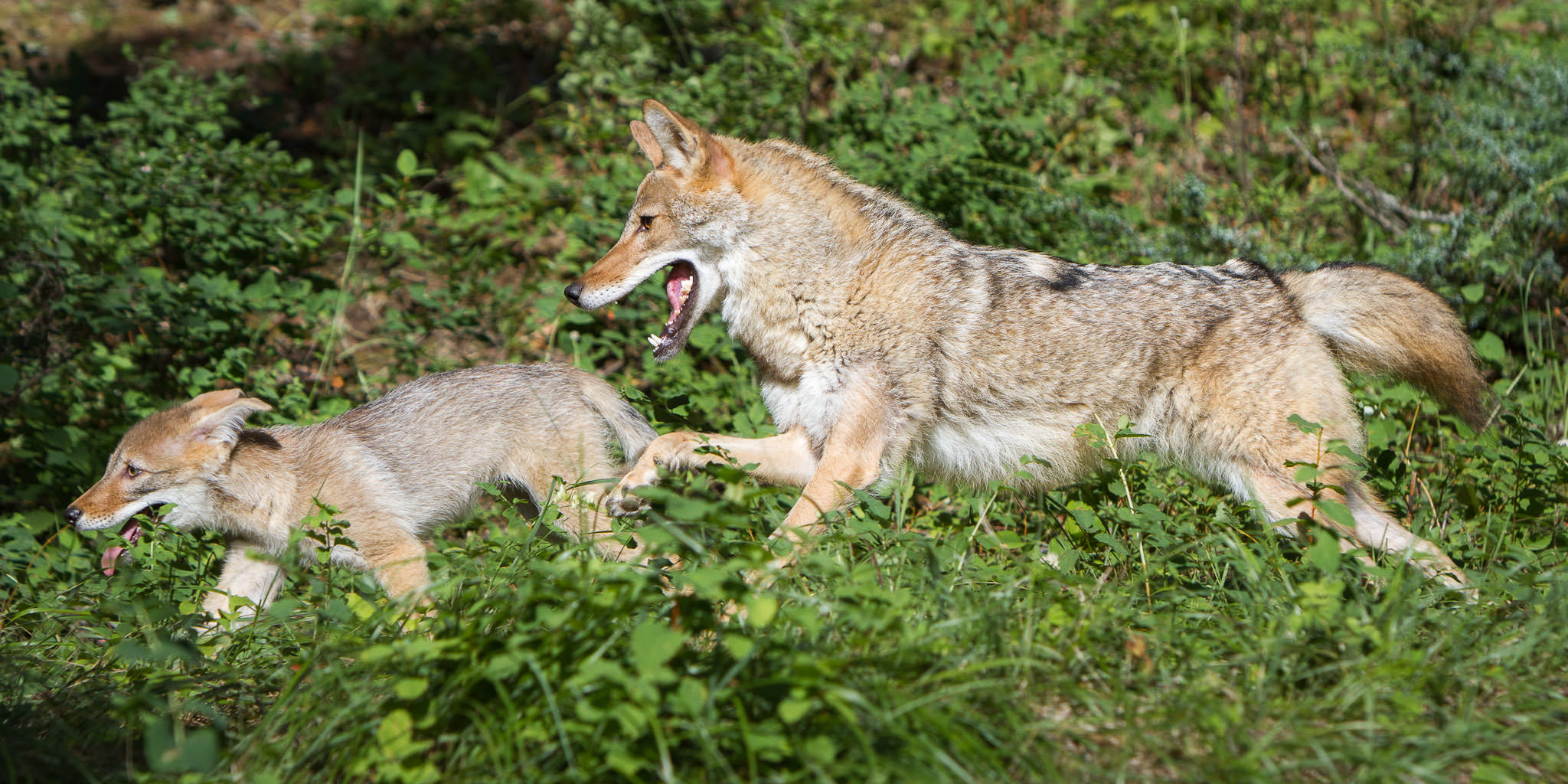 Coyote and pup Western Montana #20130709_0075-2