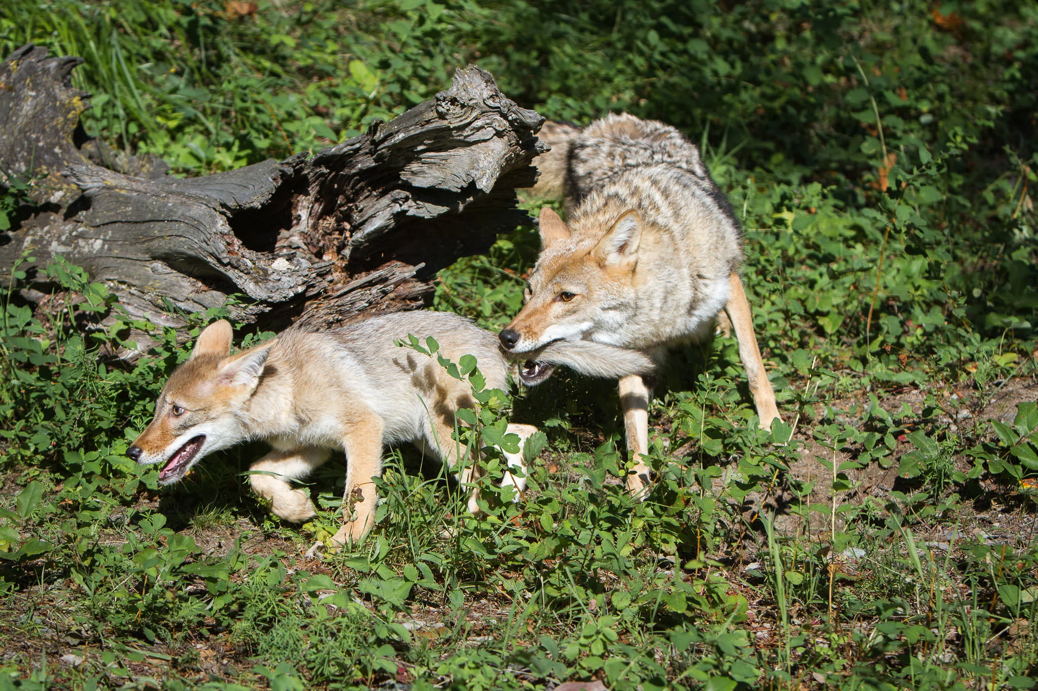 Coyote and pup Western Montana #20130709_0079-2