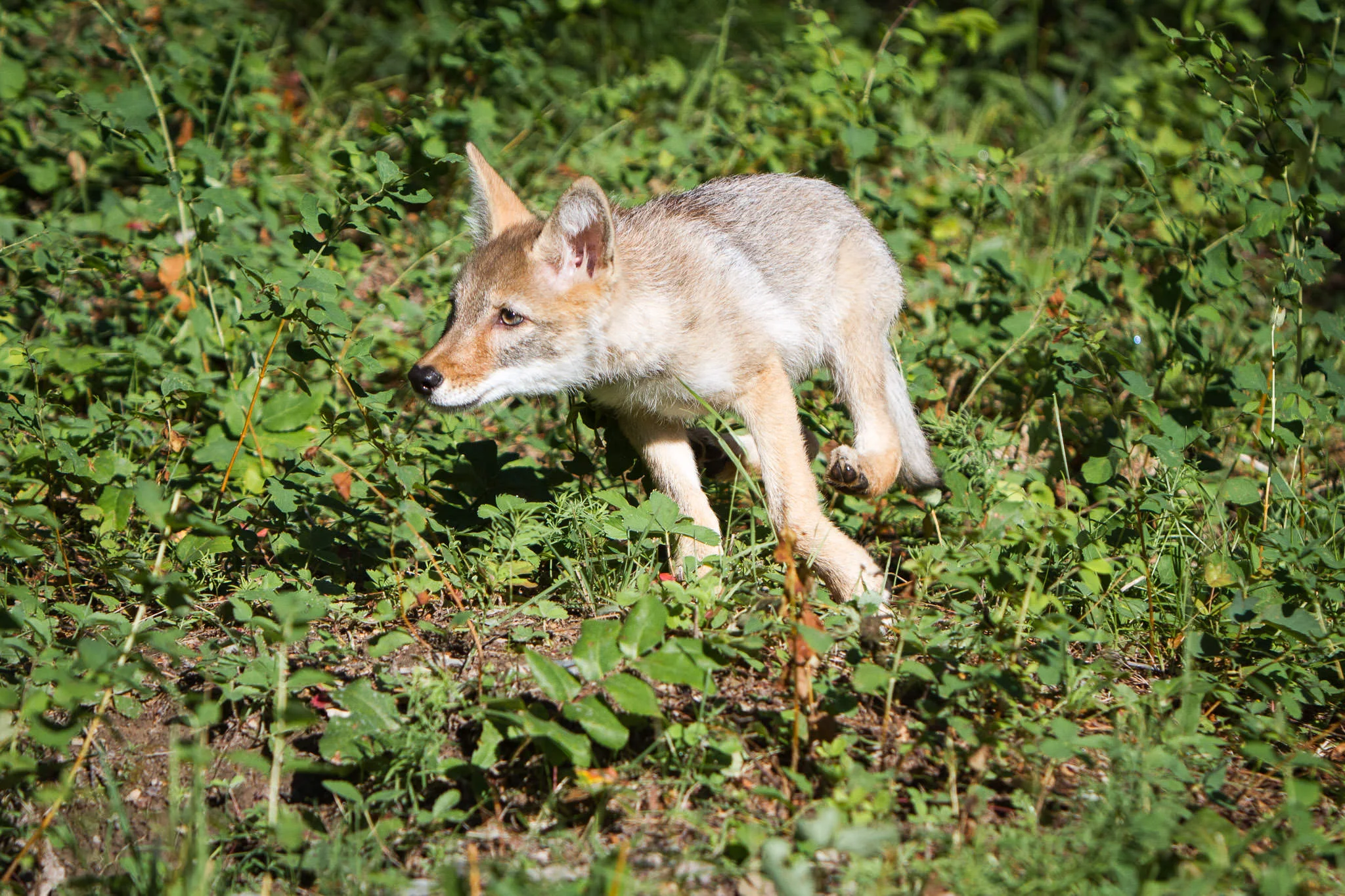 Coyote pup Western Montana #20130709_0396