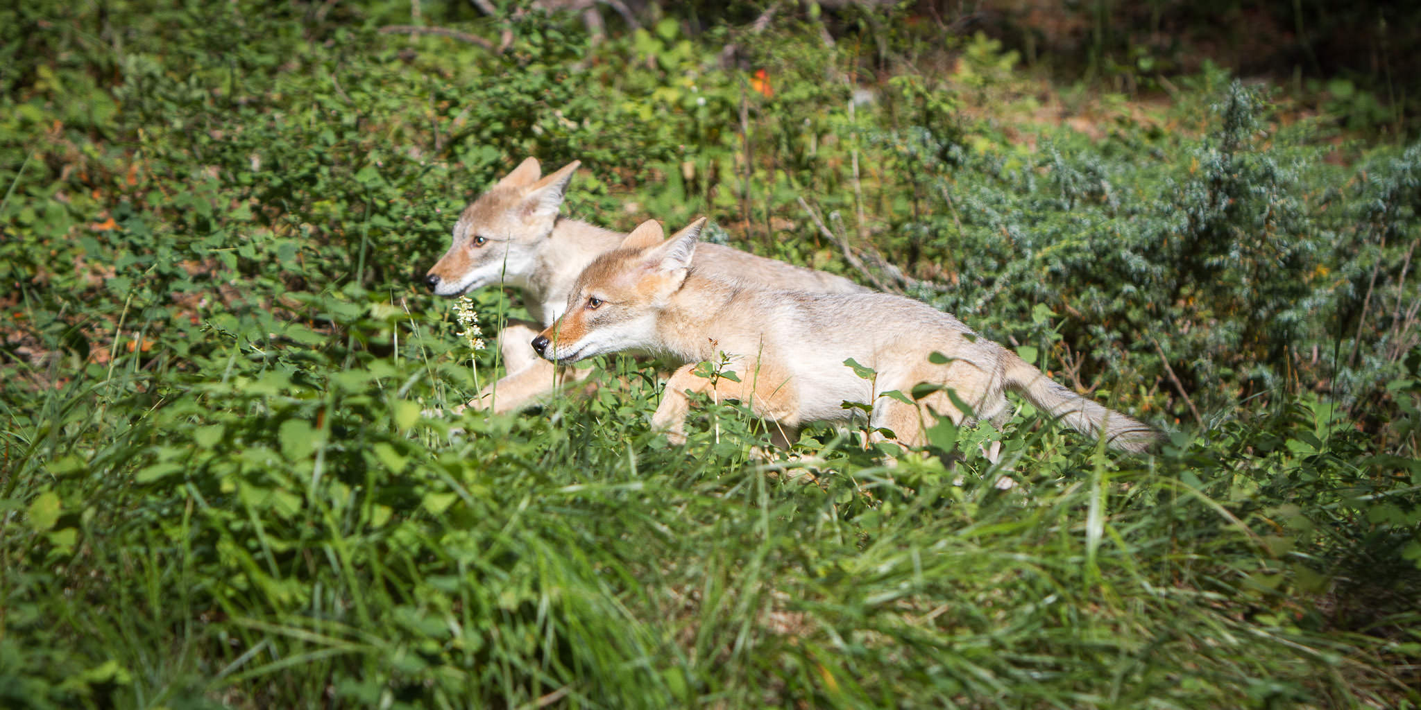  Coyote pups  Western Montana  #20130709_0410 