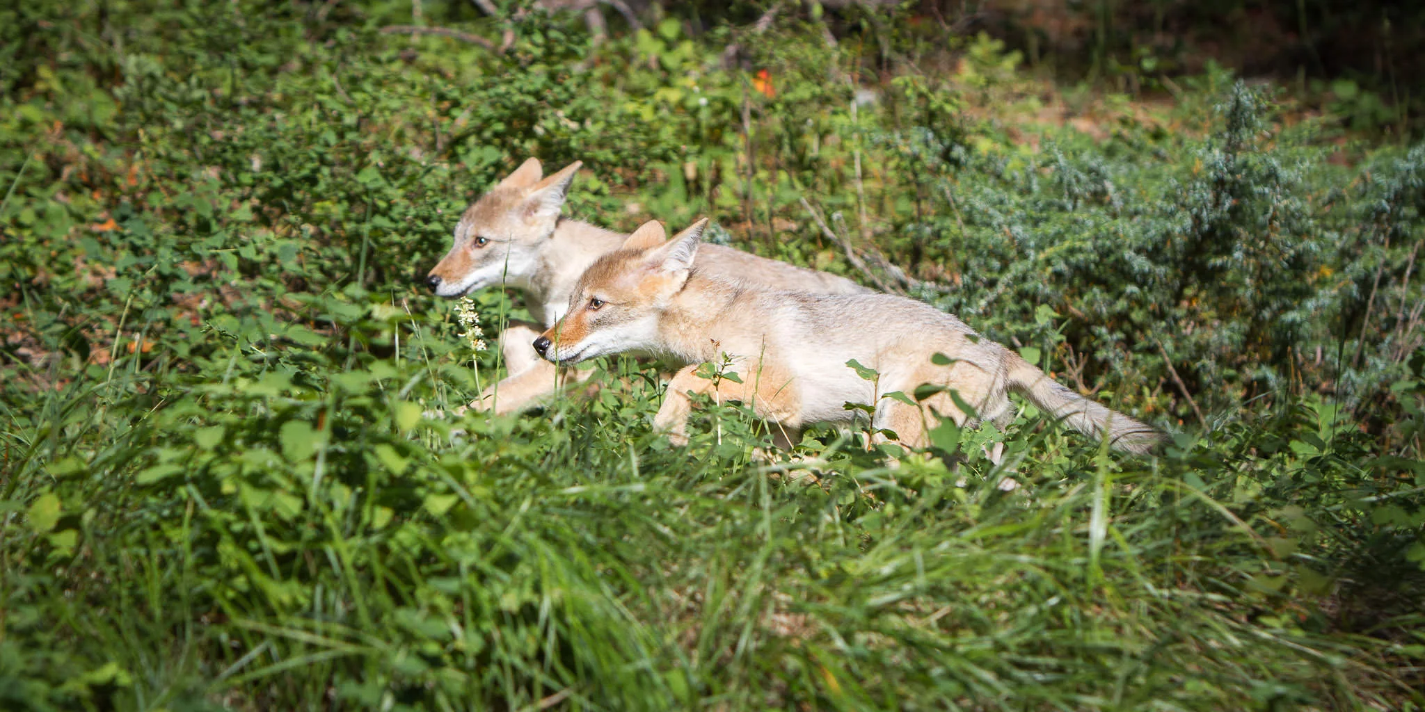 Coyote pups Western Montana #20130709_0410