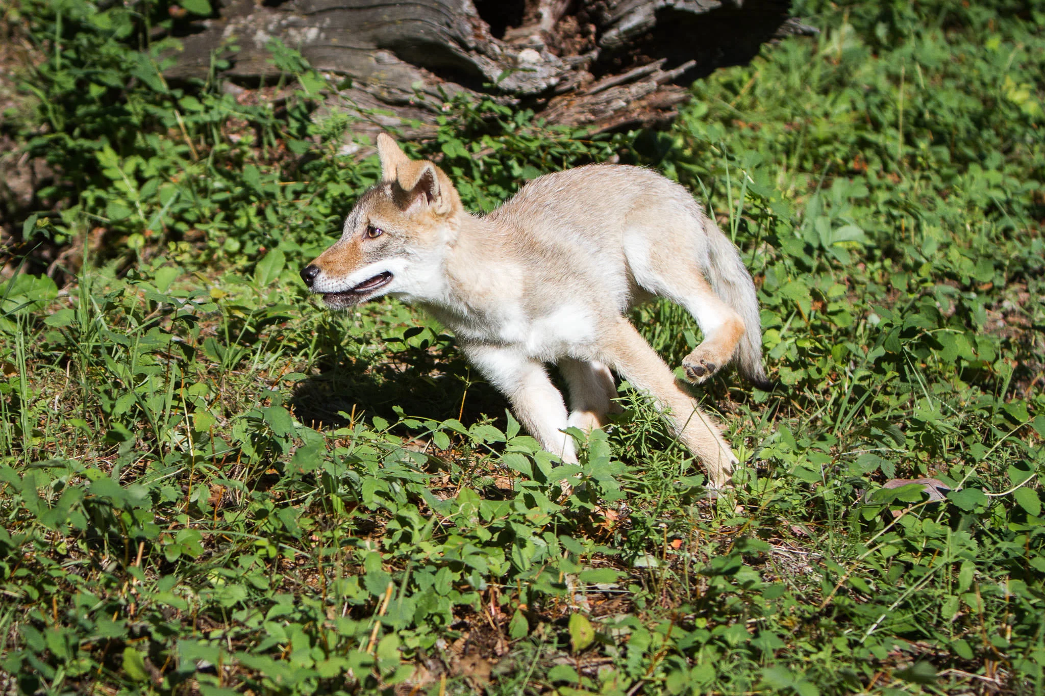 Coyote pup Western Montana #20130709_0439