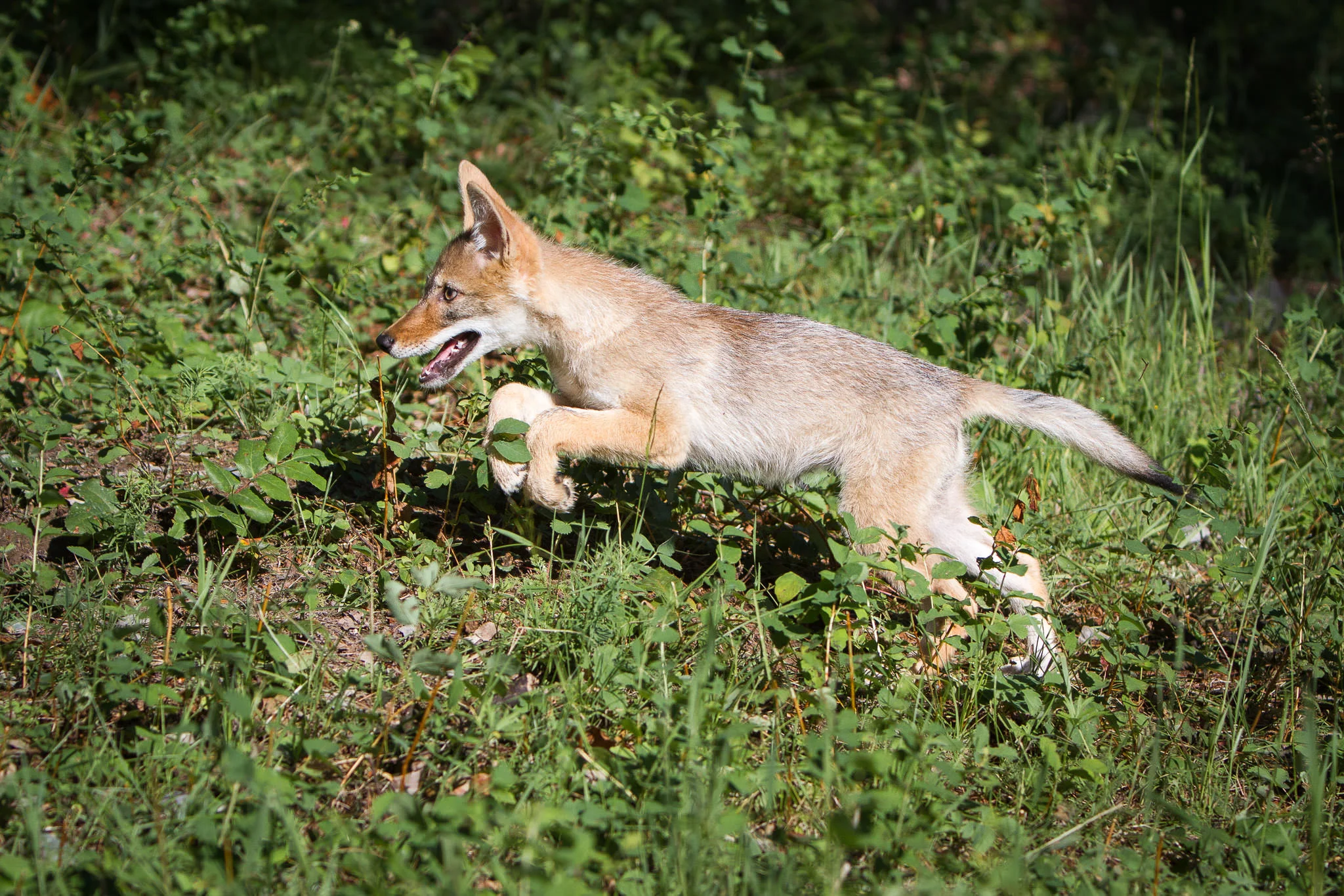 Coyote pup Western Montana #20130709_0491