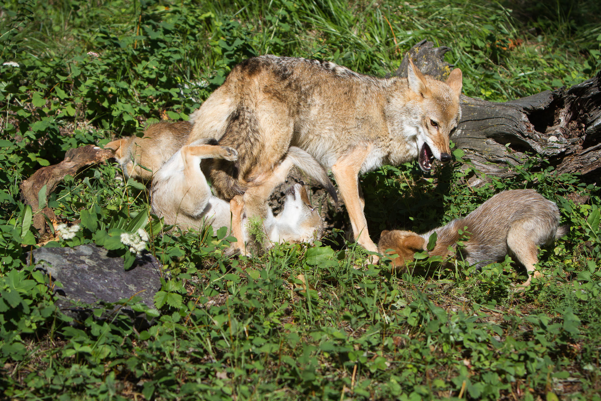  Coyote and pups  Western Montana  #20130709_0544 