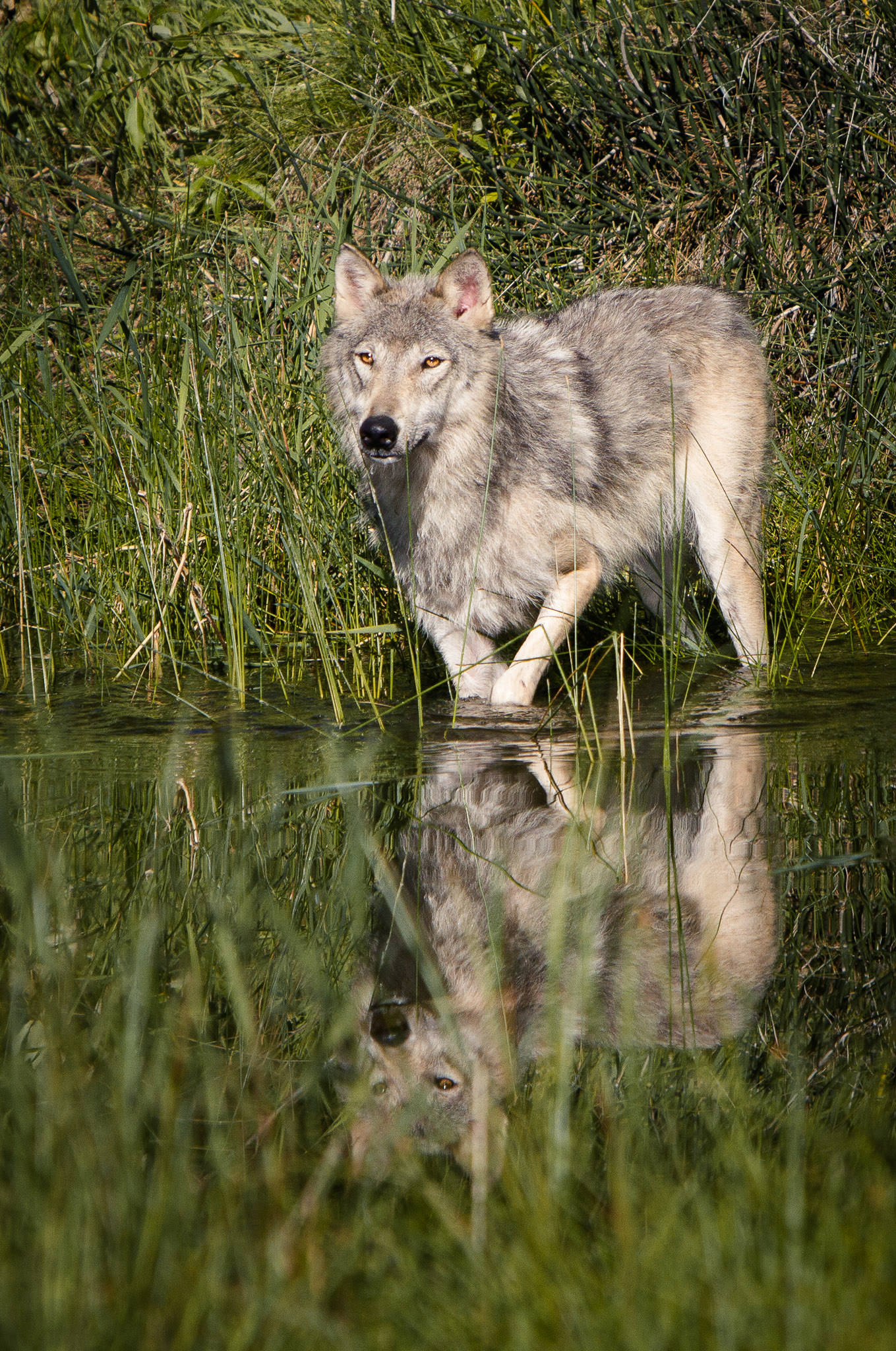  Wolf  Western Montana  #20130710_0153 