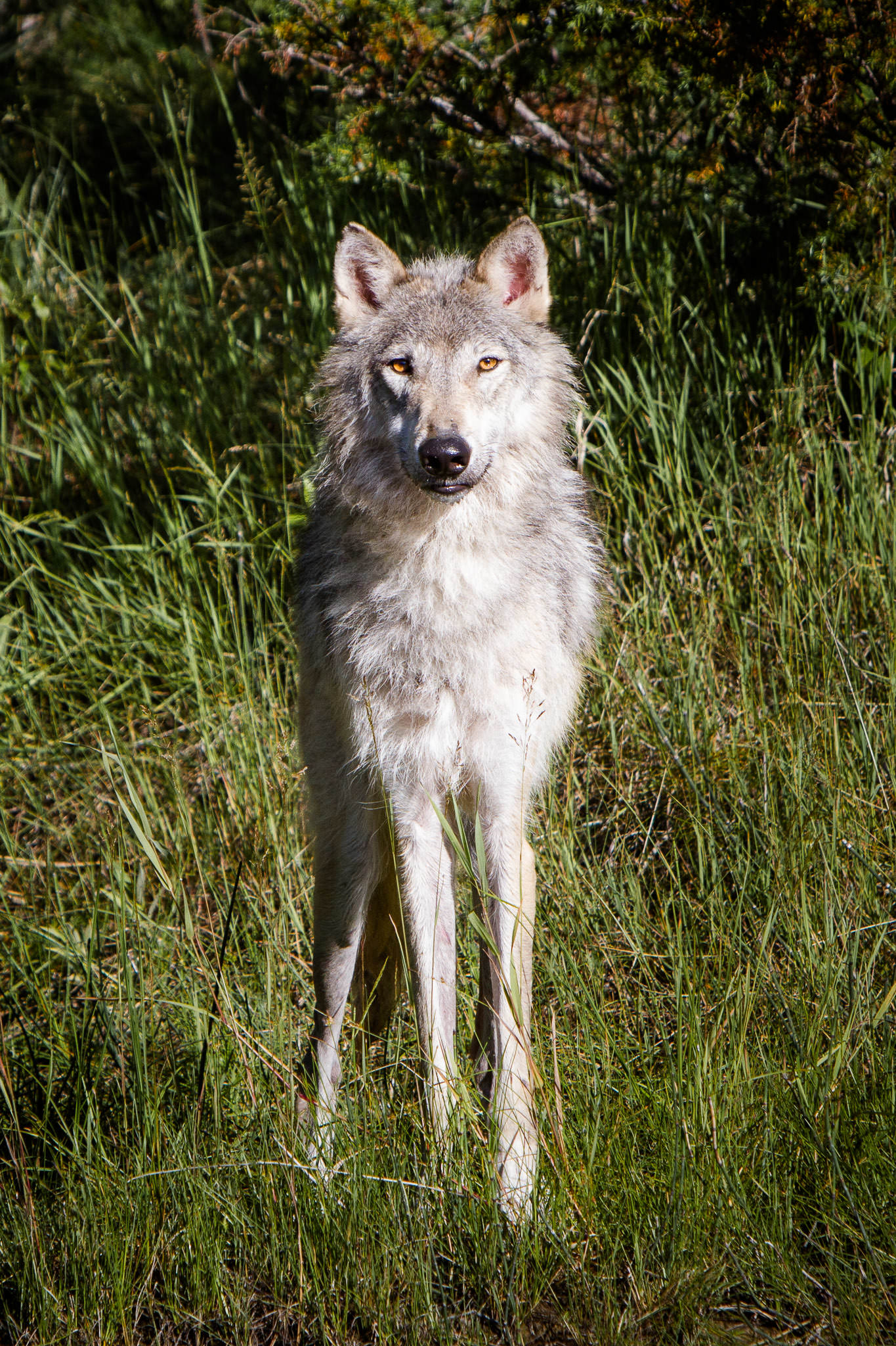  Wolf  Western Montana  #20130710_0174 