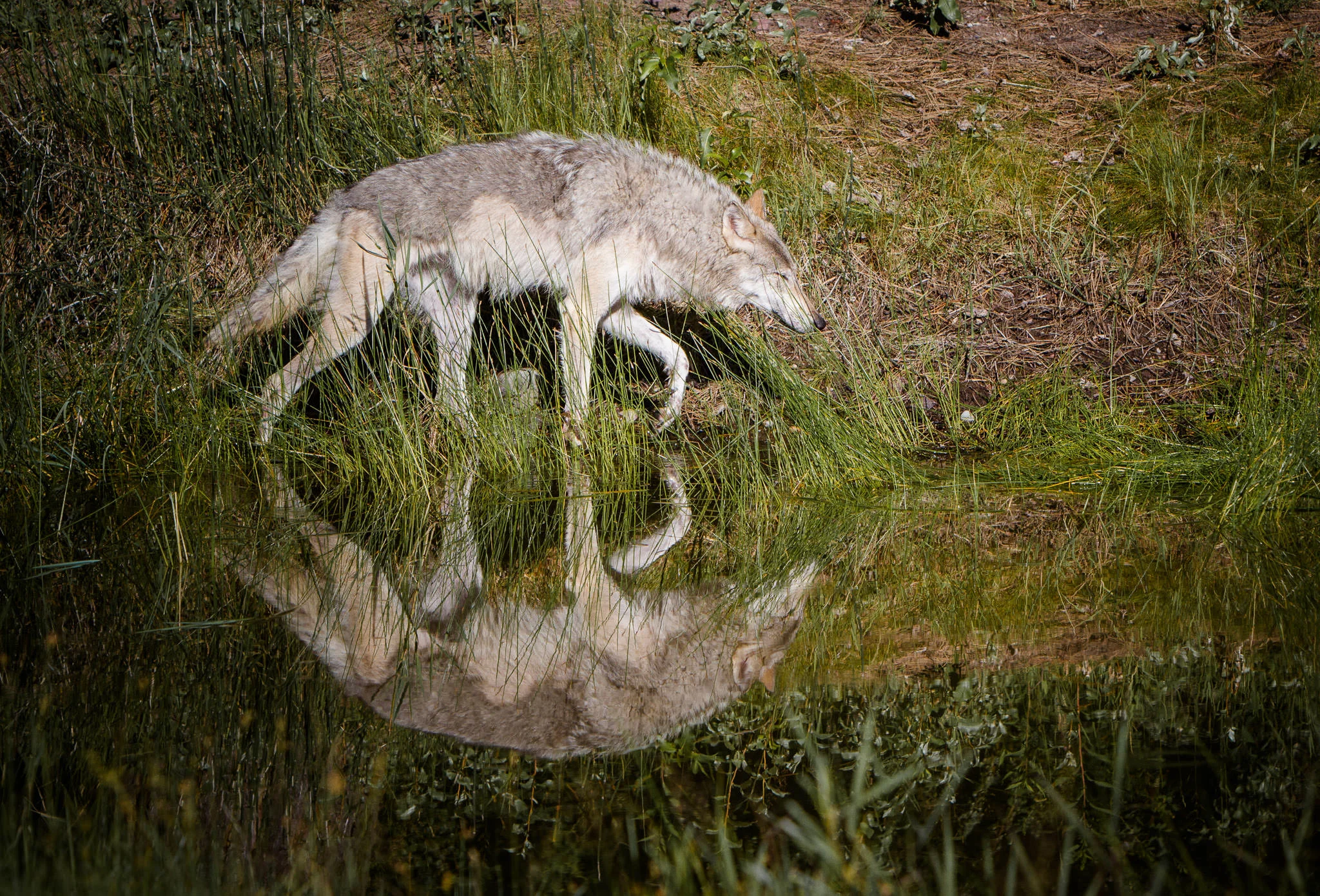 Wolf Western Montana #20130710_0197