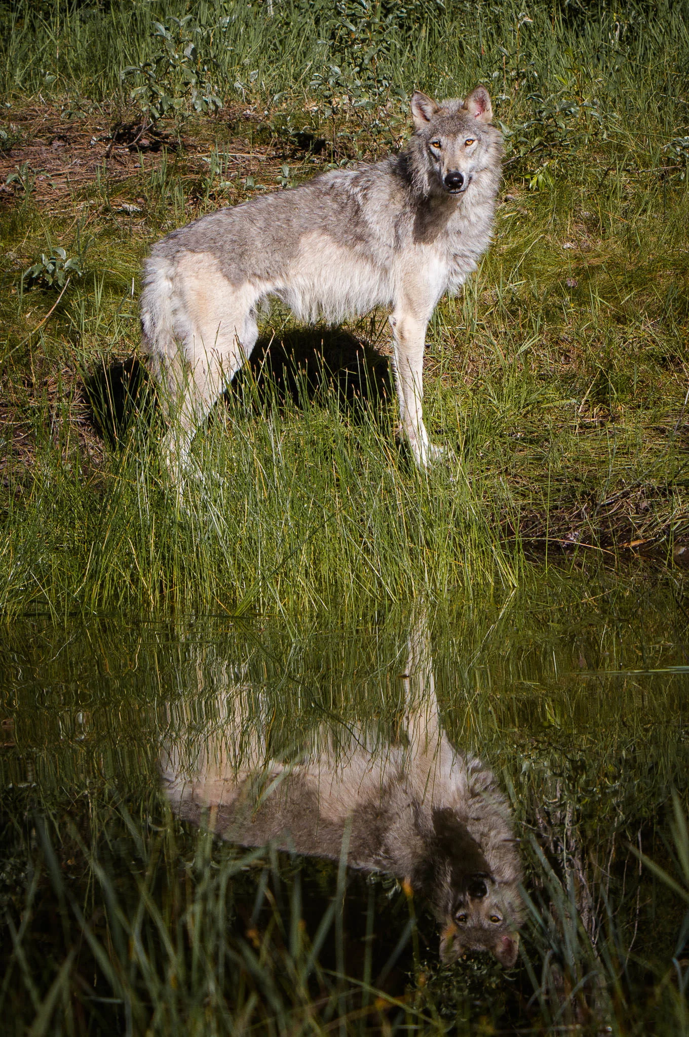 Wolf Western Montana #20130710_0202